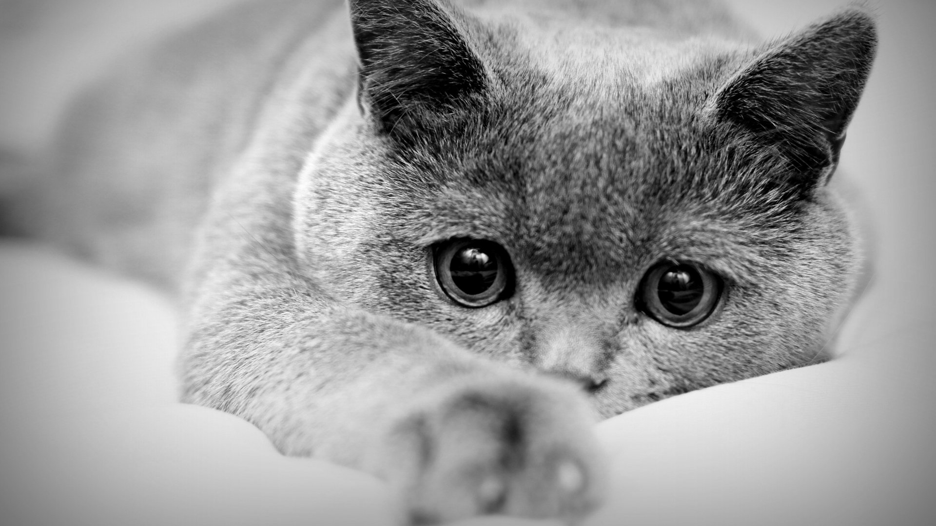 萌宠,喵星人,可爱,猫,古灵精怪,儿童桌面专用