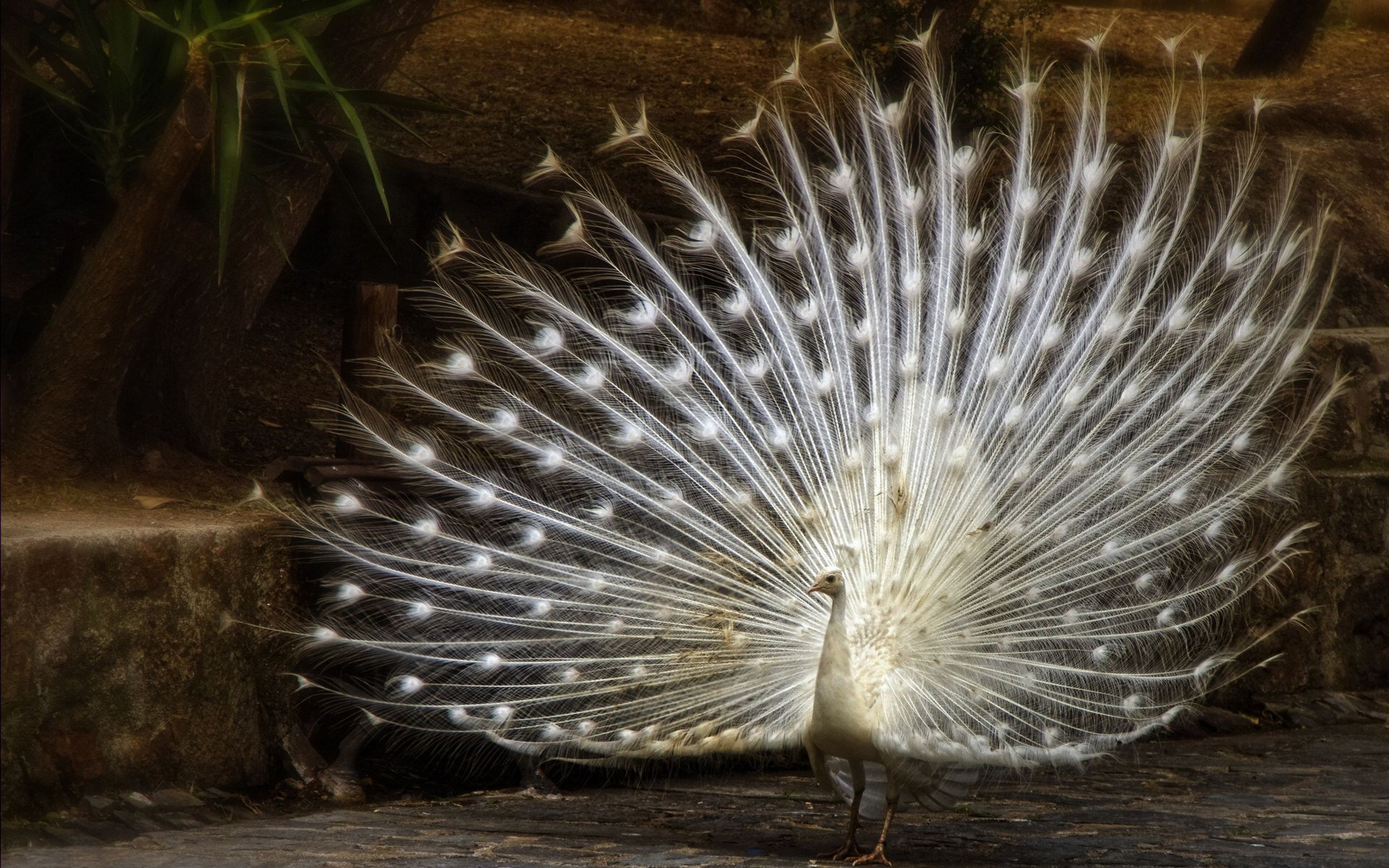 小鸟天堂,鸟,孔雀,儿童桌面专用