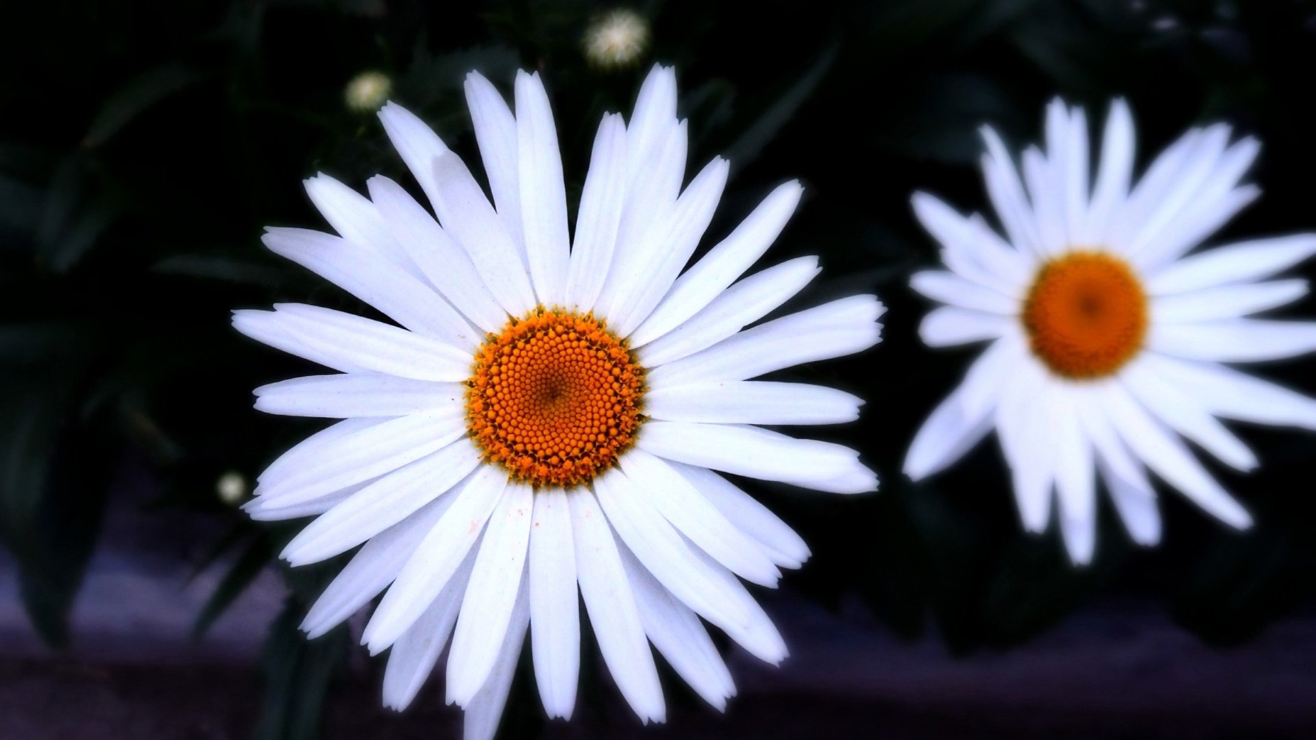 小清新,娇艳欲滴,花,儿童桌面专用