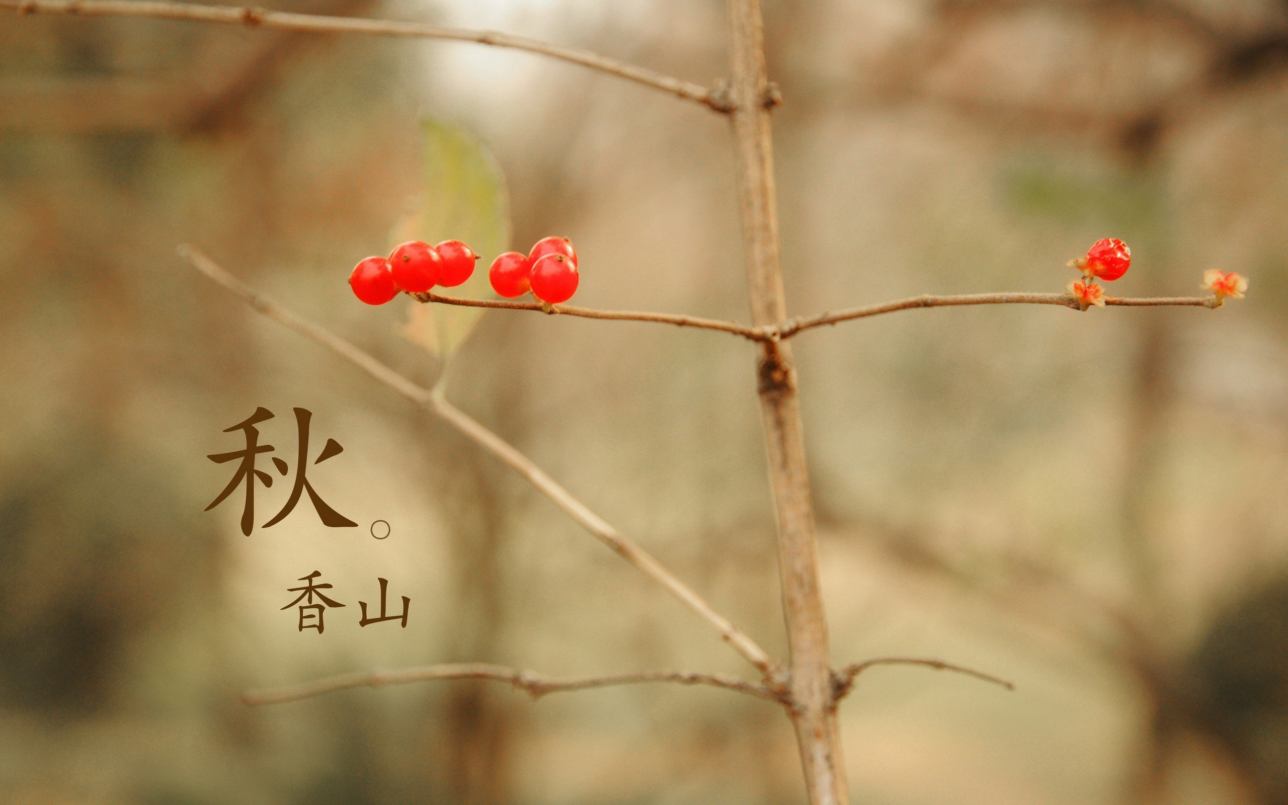 小清新,清新淡雅,香山的秋天,儿童桌面专用