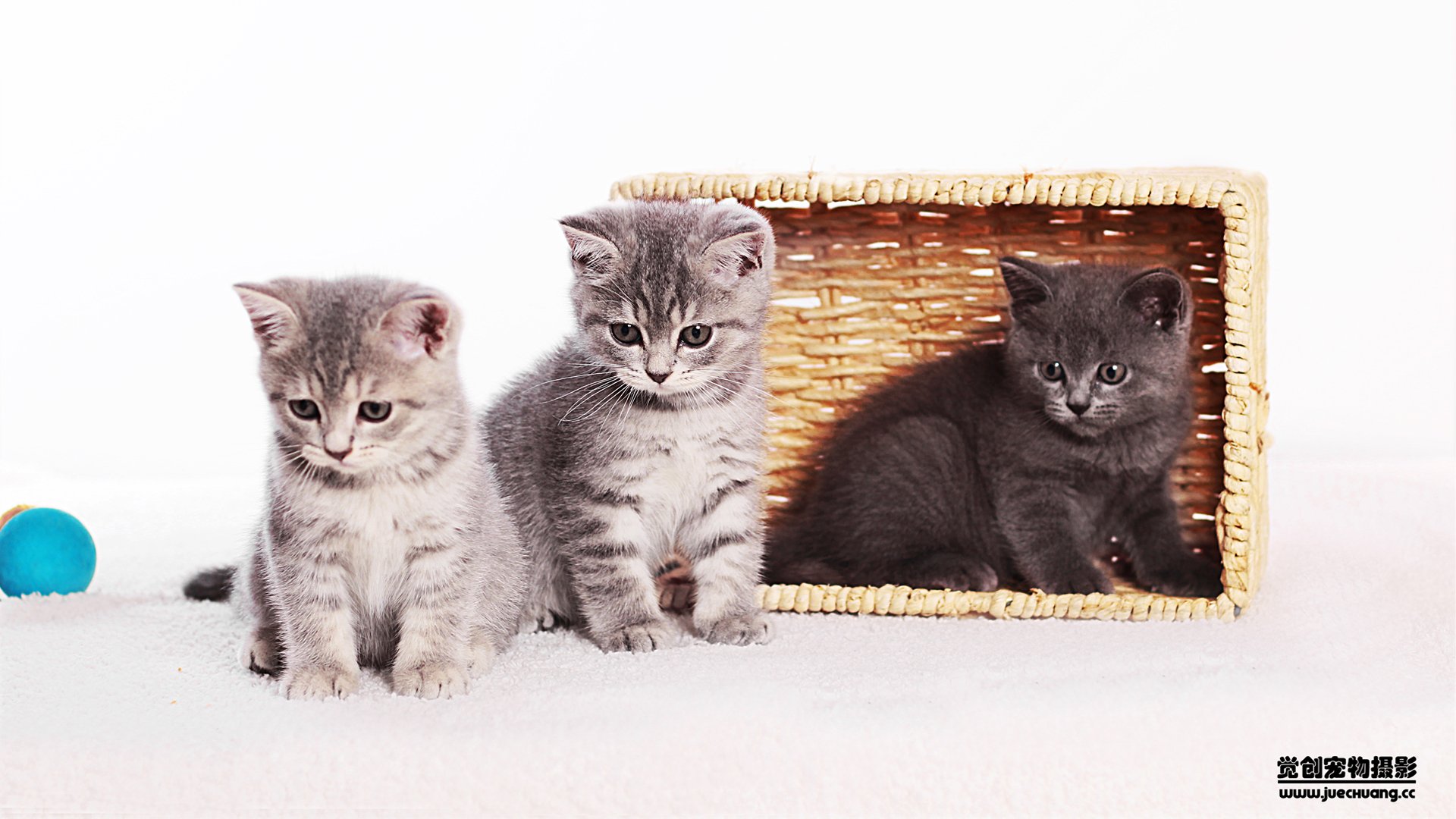 萌宠,喵星人,猫,卖萌,古灵精怪,觉创摄影,宠物,儿童桌面专用