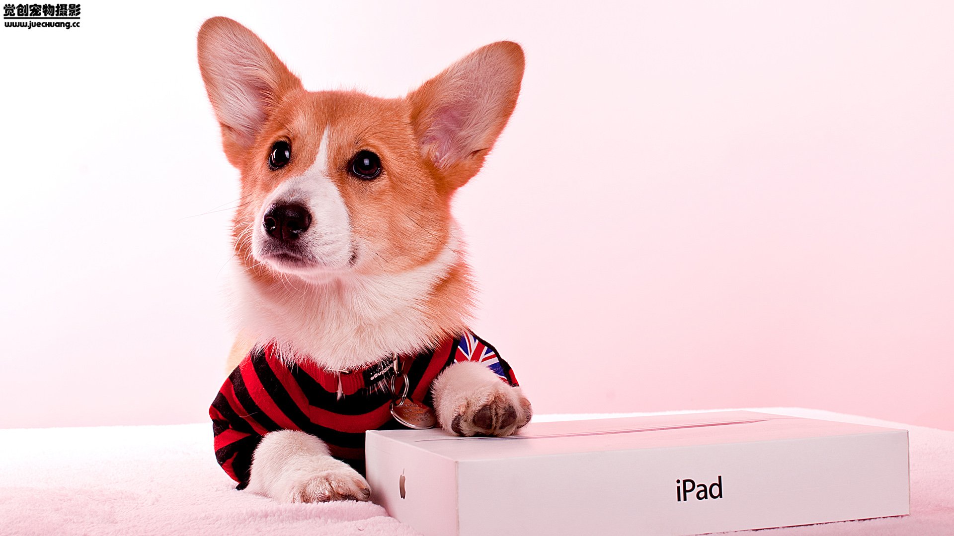 萌宠,汪星人,狗,卖萌,古灵精怪,觉创摄影,宠物,儿童桌面专用