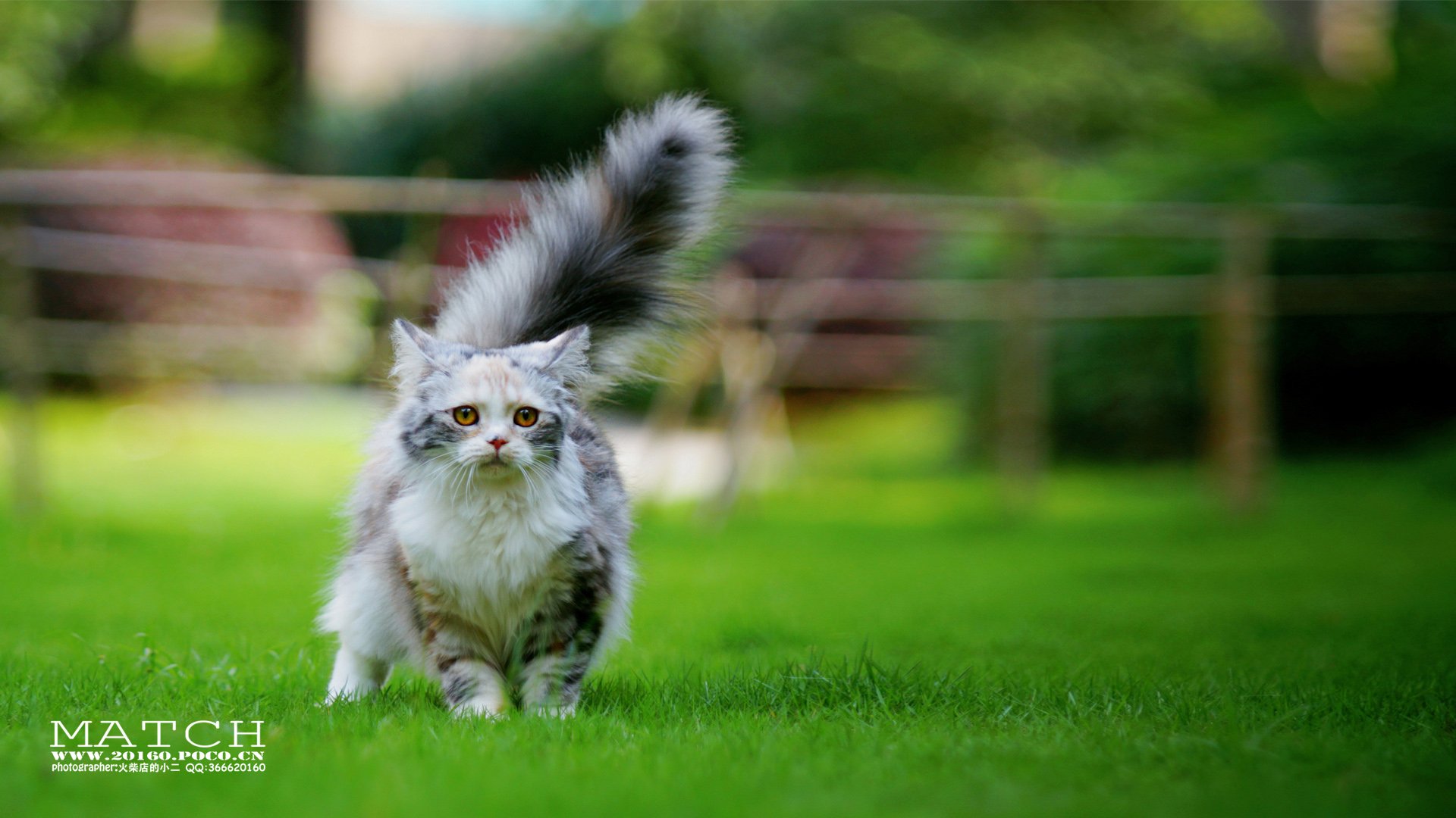 MATCH,萌宠,喵星人,猫,可爱,卖萌,古灵精怪,火柴摄影,火柴宠摄,儿童桌面专用