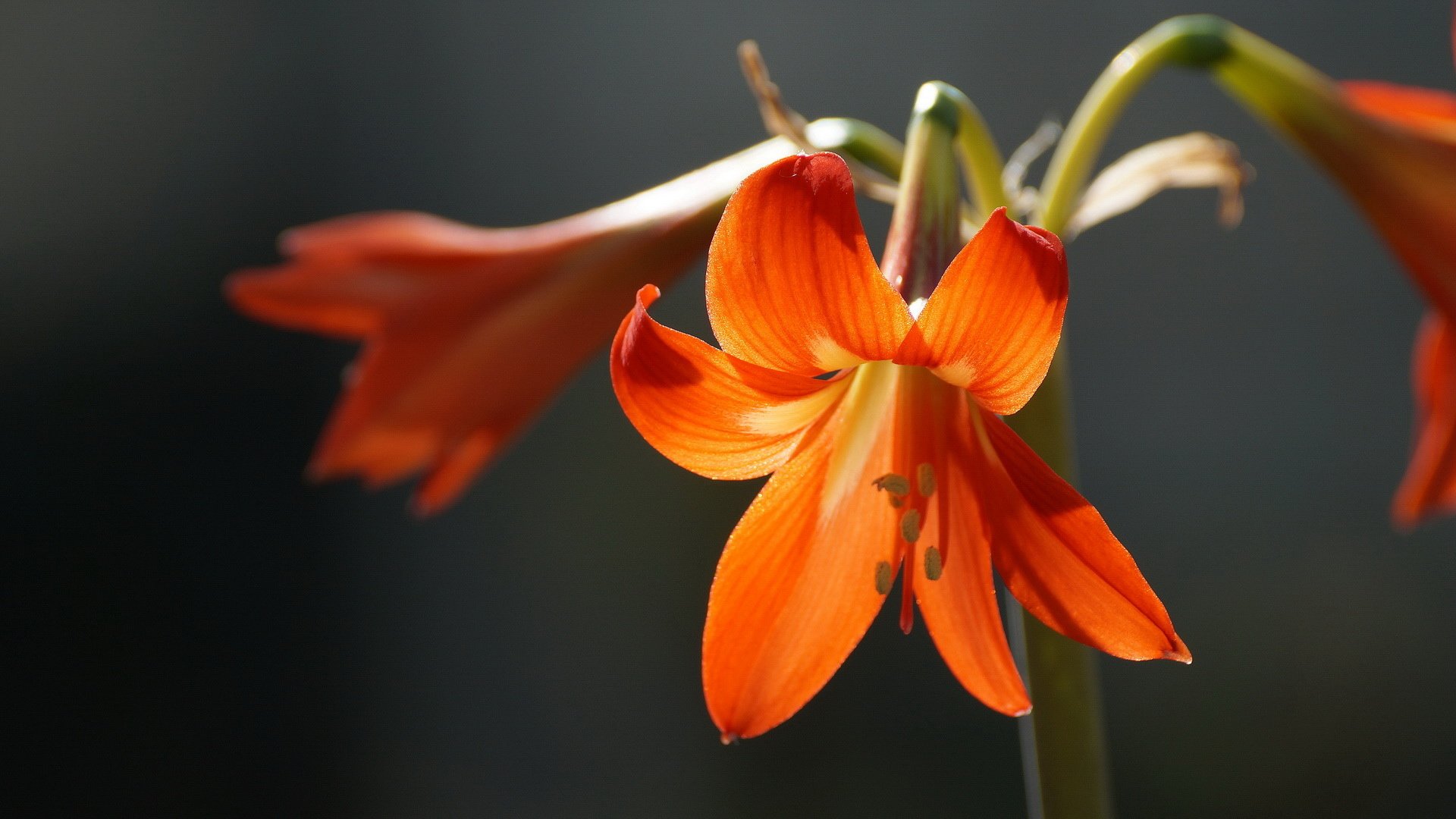 风景,春意盎然,儿童桌面专用