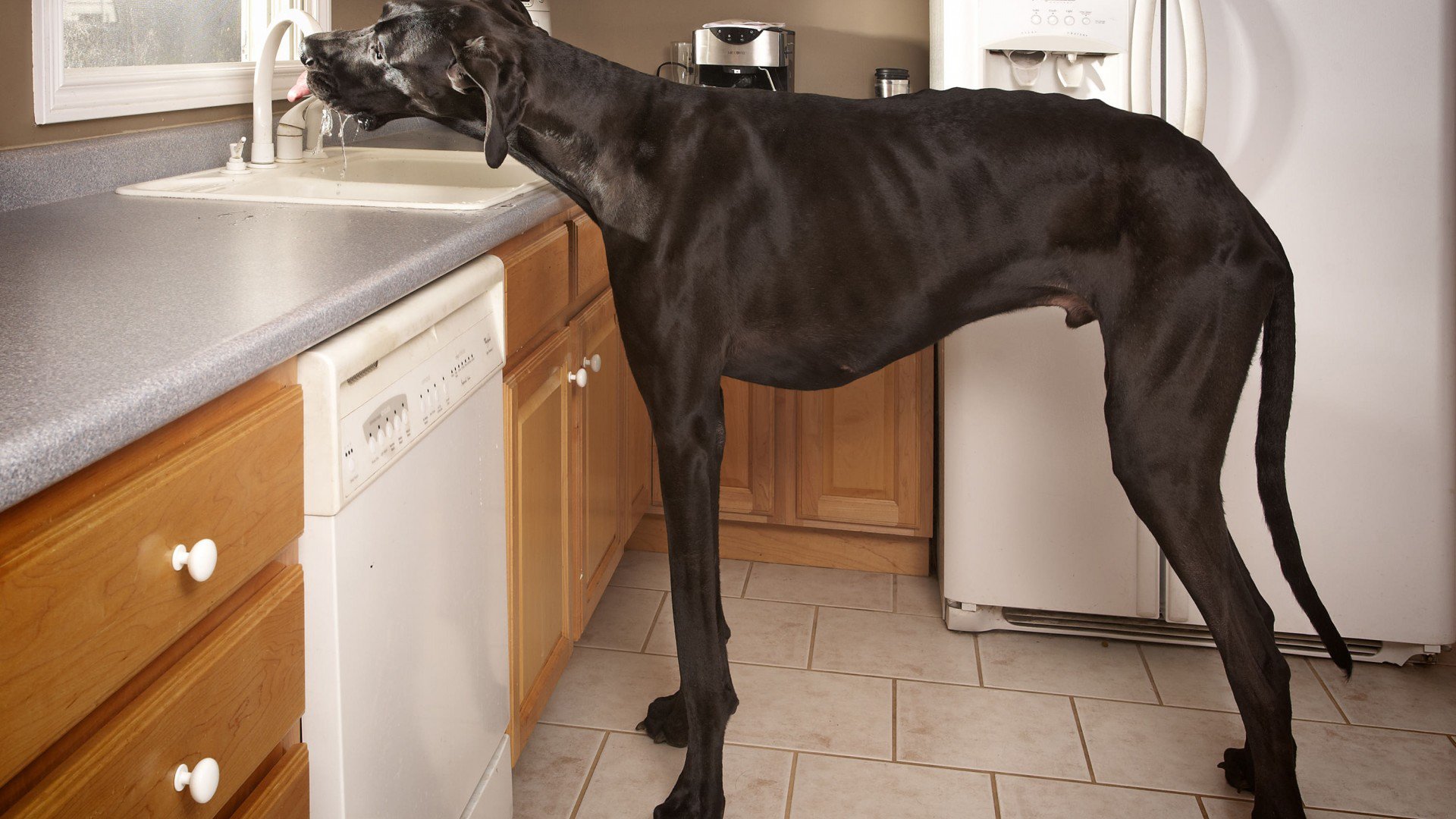 萌宠,宠物,搞笑,狗,汪星人,卖萌,可爱,儿童桌面专用