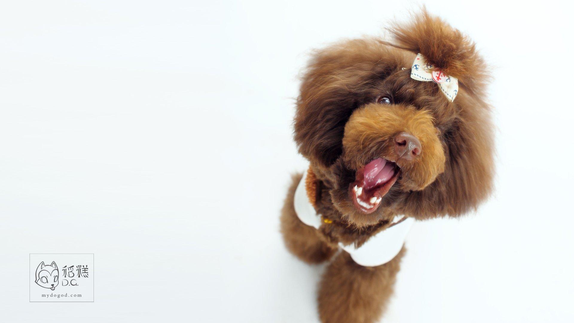 汪星人,稻糕摄影,稻糕宠物,卖萌,可爱,古灵精怪,儿童桌面专用