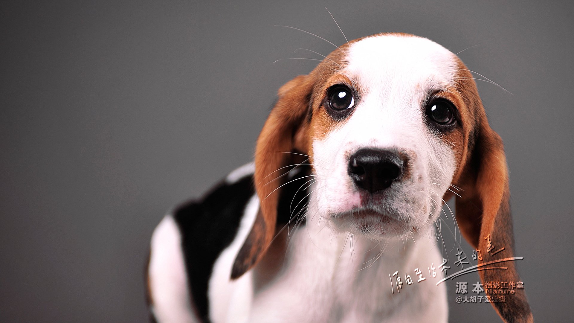 萌宠,汪星人,可爱,狗,源本摄影,古灵精怪,儿童桌面专用