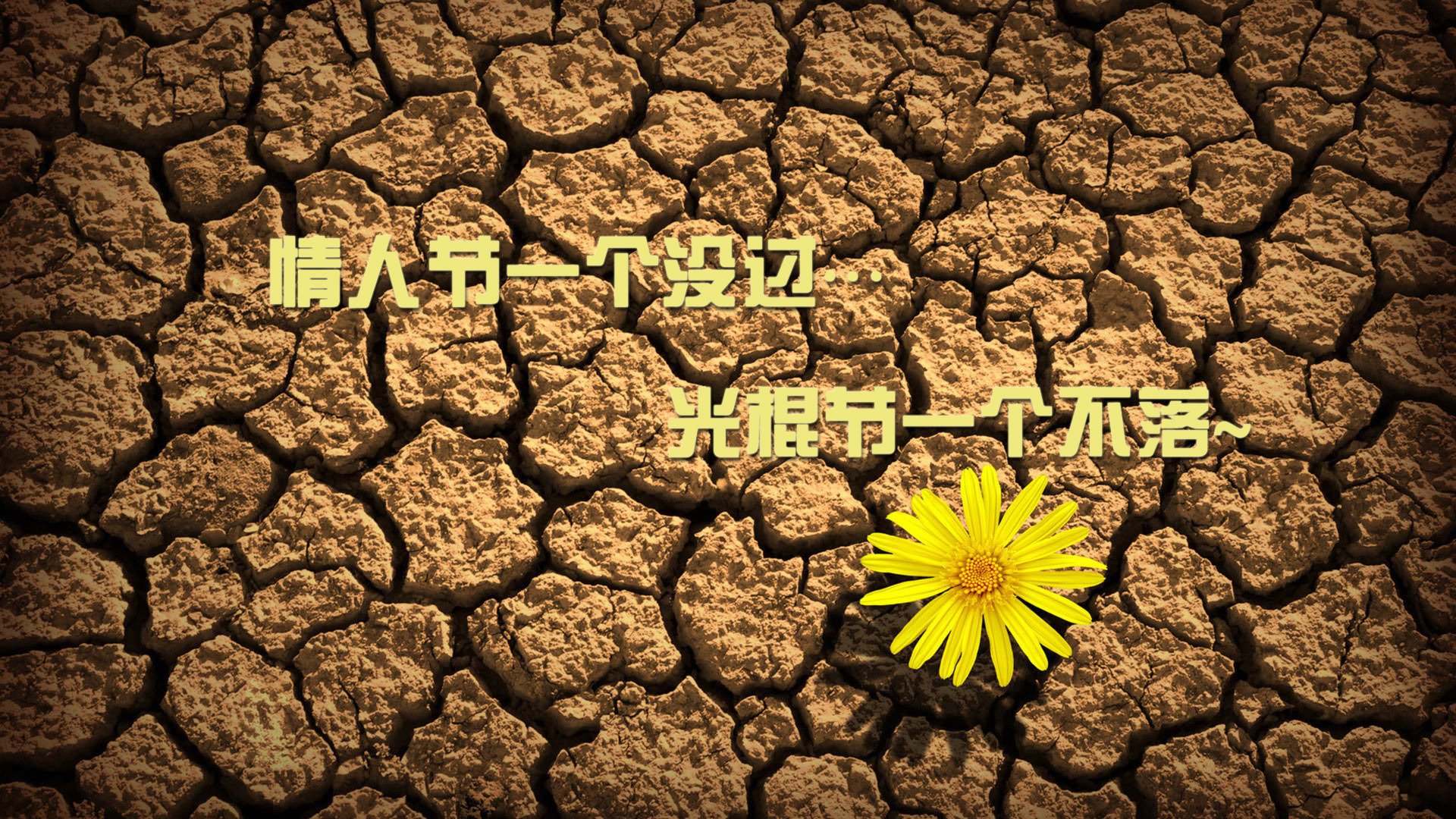 白色情人节,节日美图