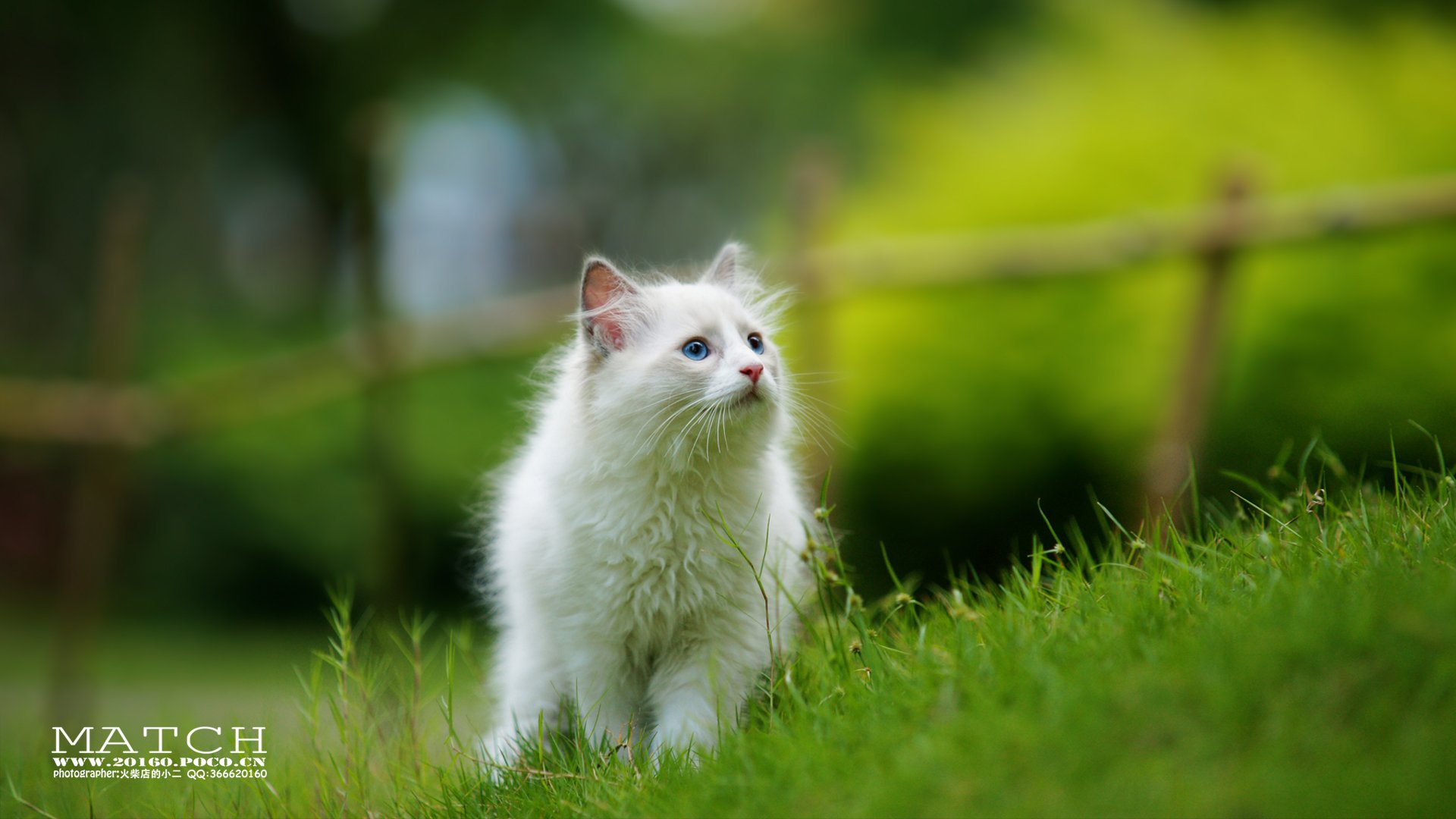 MATCH,萌宠,喵星人,猫,可爱,卖萌,古灵精怪,火柴摄影,火柴宠摄,儿童桌面专用