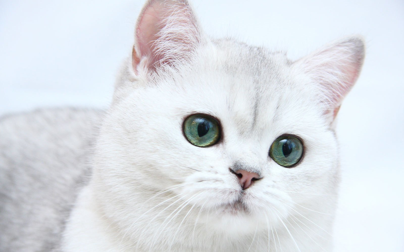 萌宠,喵星人,可爱,猫,古灵精怪,儿童桌面专用