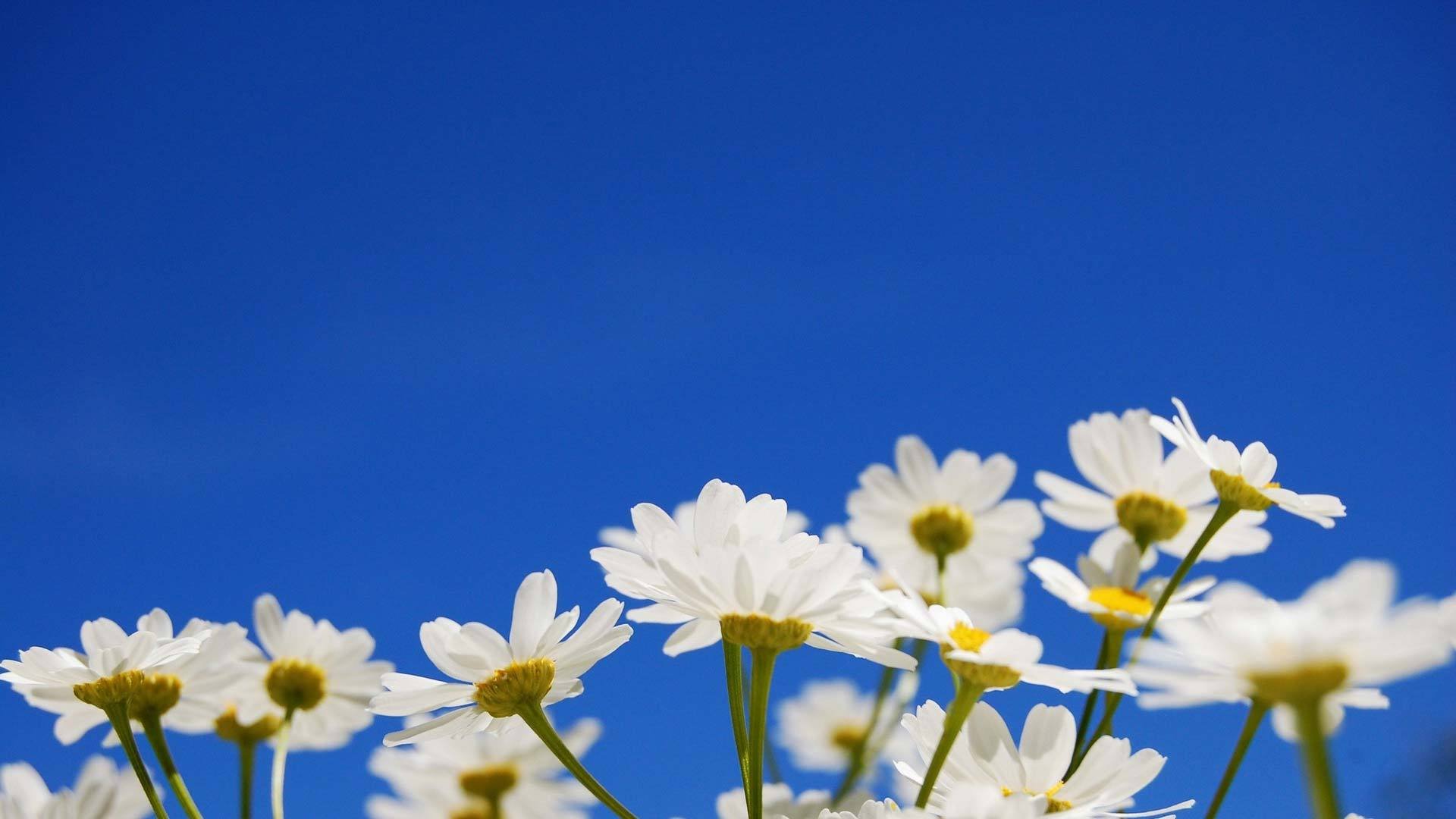 小清新,鸟语花香,花卉,3月6日,儿童桌面专用
