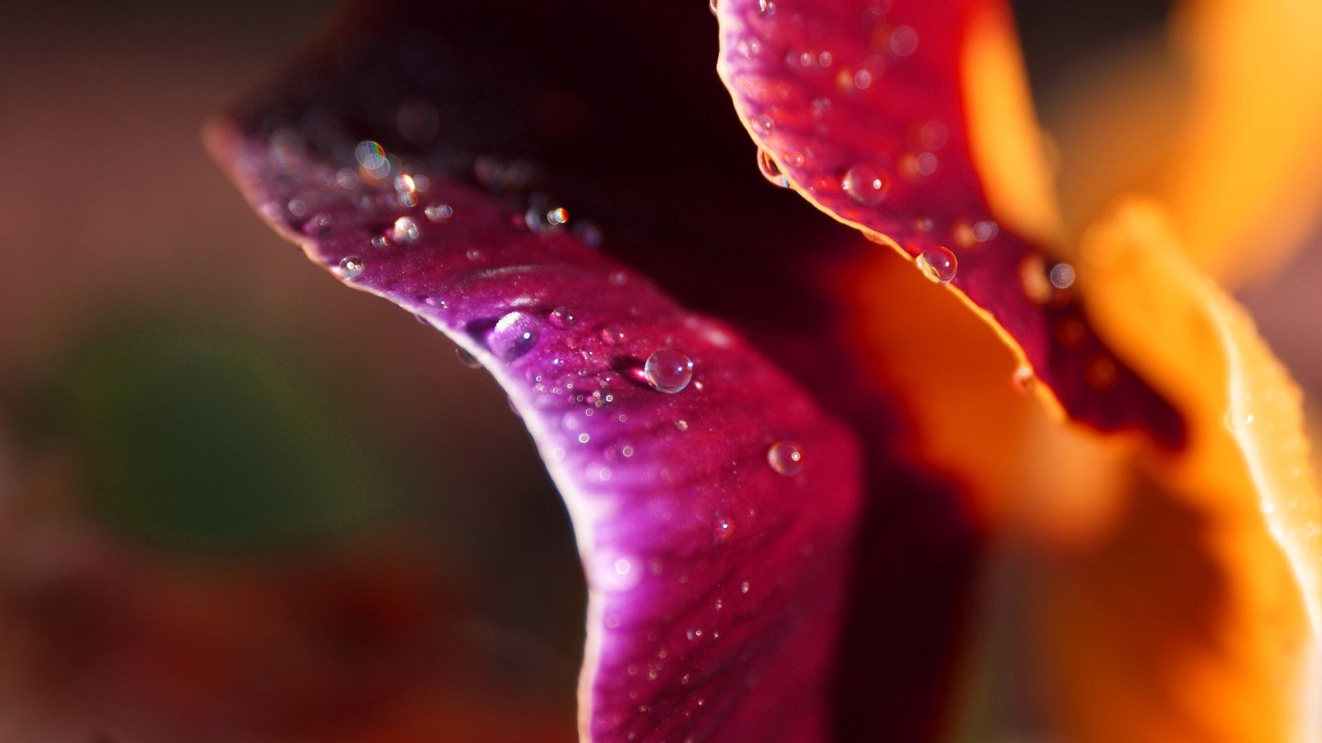 小清新,娇艳欲滴,花,儿童桌面专用