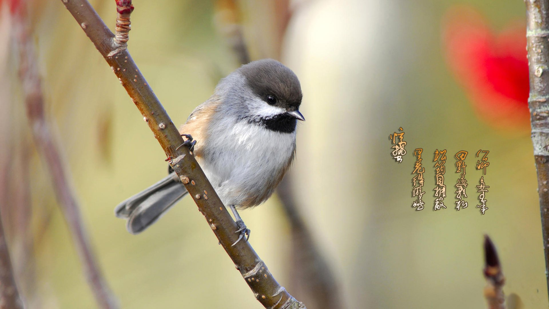 节日,节气,惊蛰,小鸟,儿童桌面专用