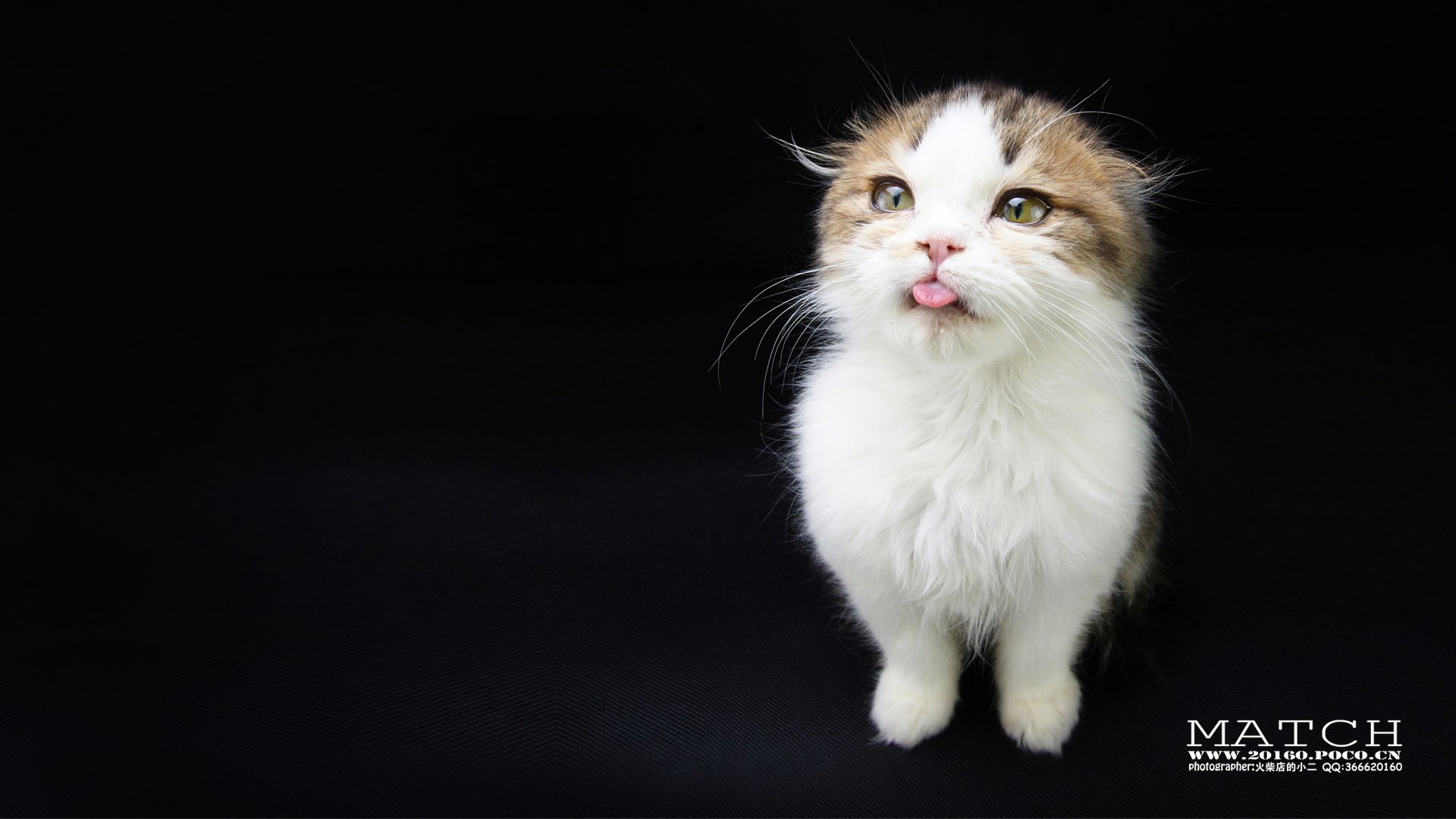 MATCH,萌宠,喵星人,猫,卖萌,古灵精怪,可爱,火柴摄影,火柴宠摄,儿童桌面专用