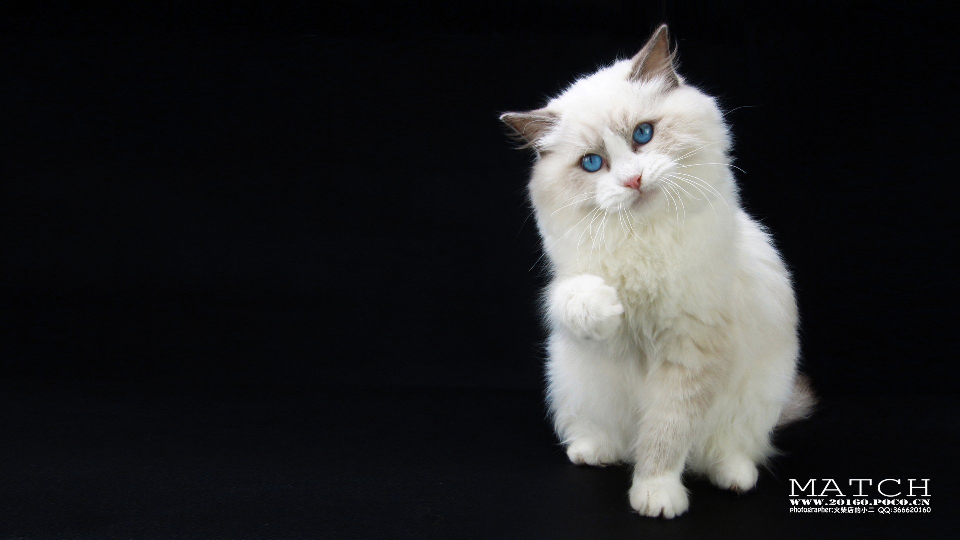 MATCH,萌宠,喵星人,猫,可爱,卖萌,古灵精怪,火柴摄影,火柴宠摄,儿童桌面专用