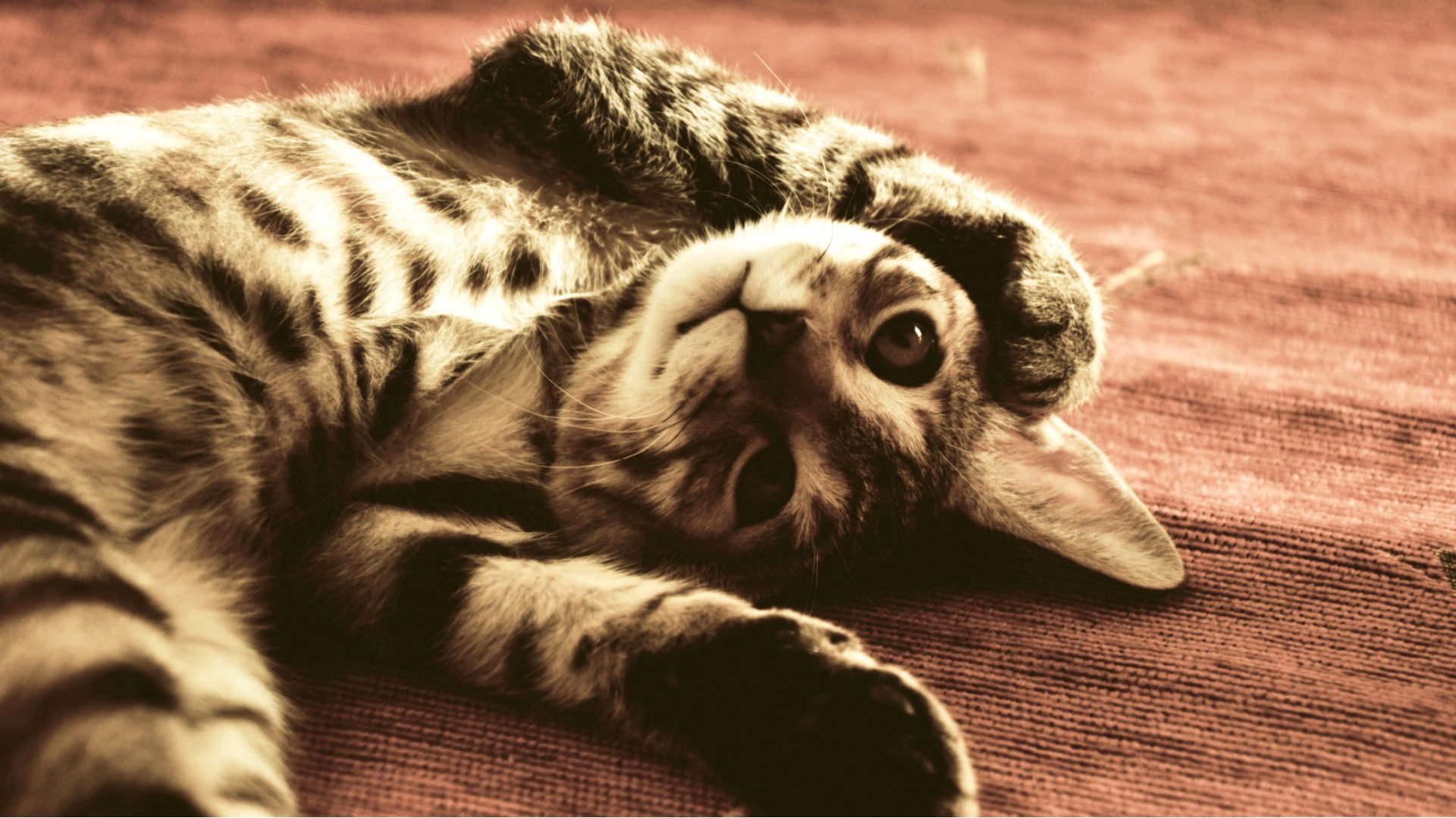 喵星人,猫,可爱,卖萌,古灵精怪,儿童桌面专用