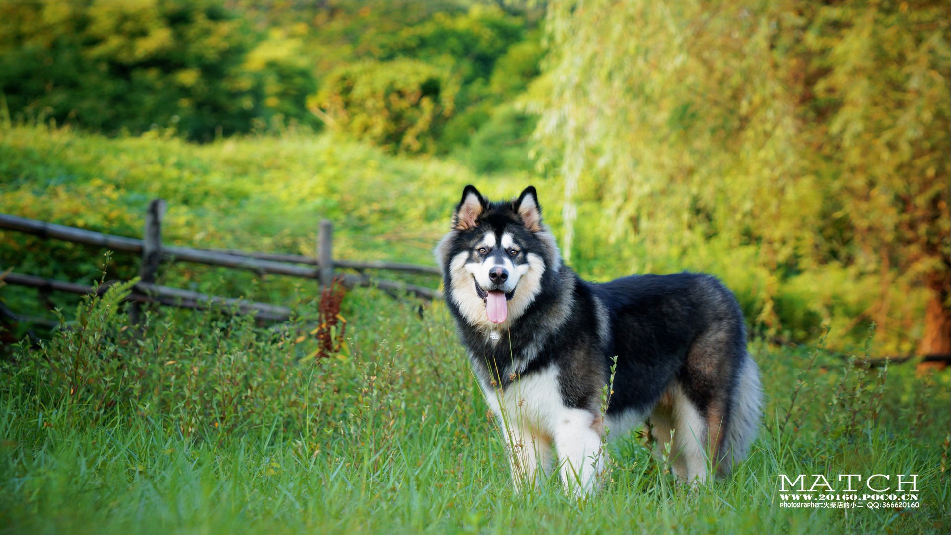 MATCH,萌宠,汪星人,狗,可爱,卖萌,古灵精怪,火柴摄影,火柴宠摄,儿童桌面专用