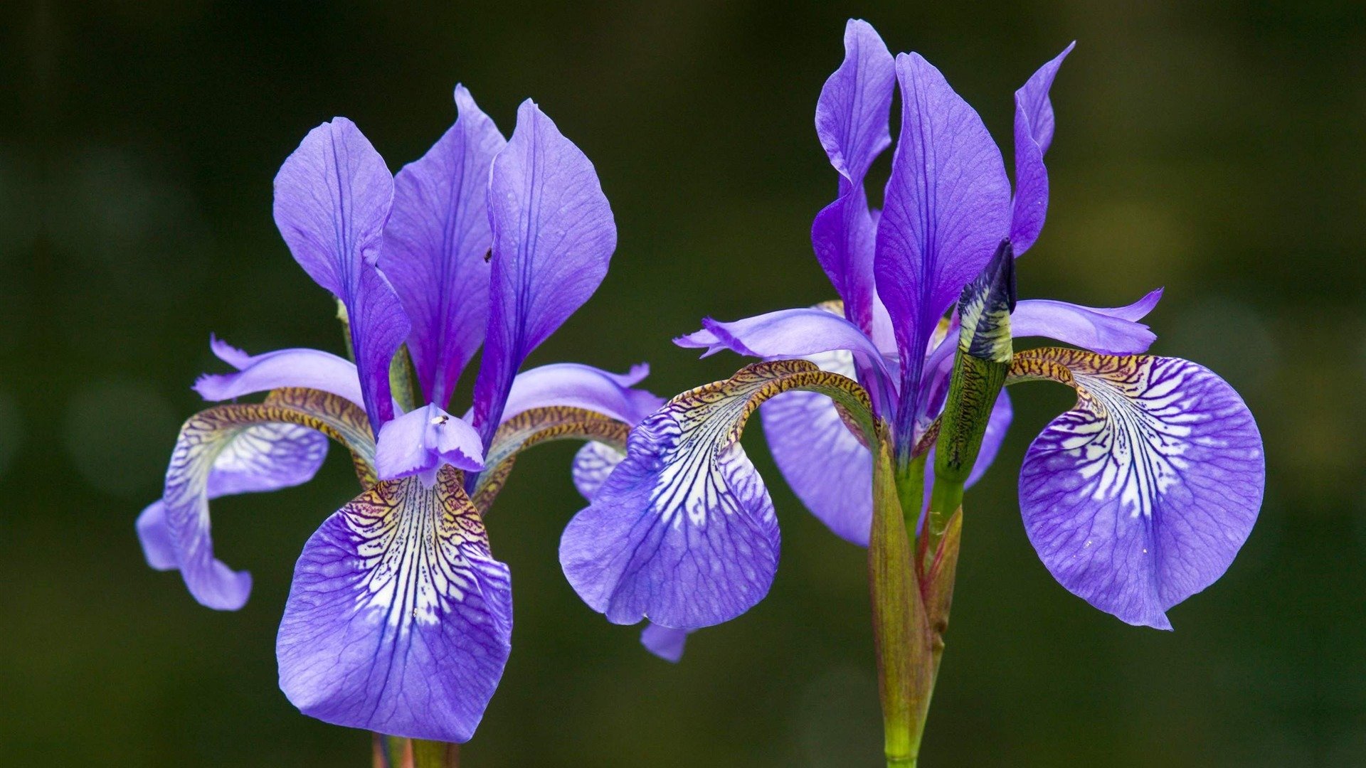 小清新,鸟语花香,花卉,3月1日,儿童桌面专用