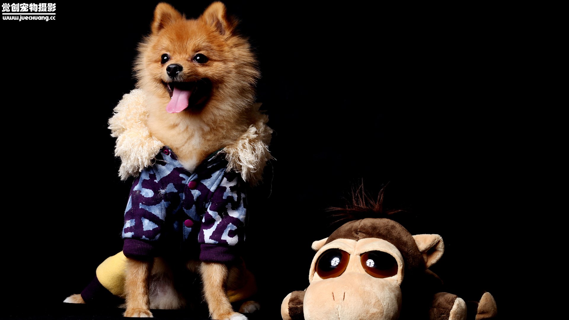 萌宠,汪星人,狗,卖萌,古灵精怪,觉创摄影,宠物,儿童桌面专用