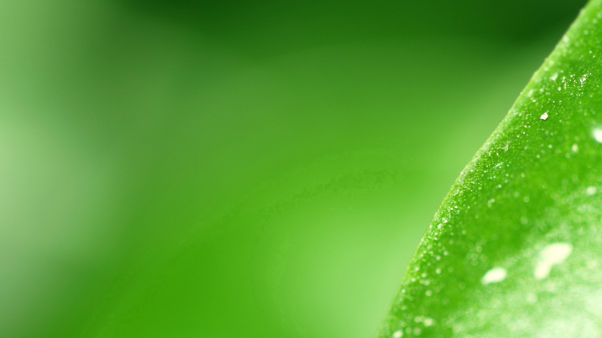 小清新,清新淡雅,护眼壁纸,舒缓压力,叶,儿童桌面专用