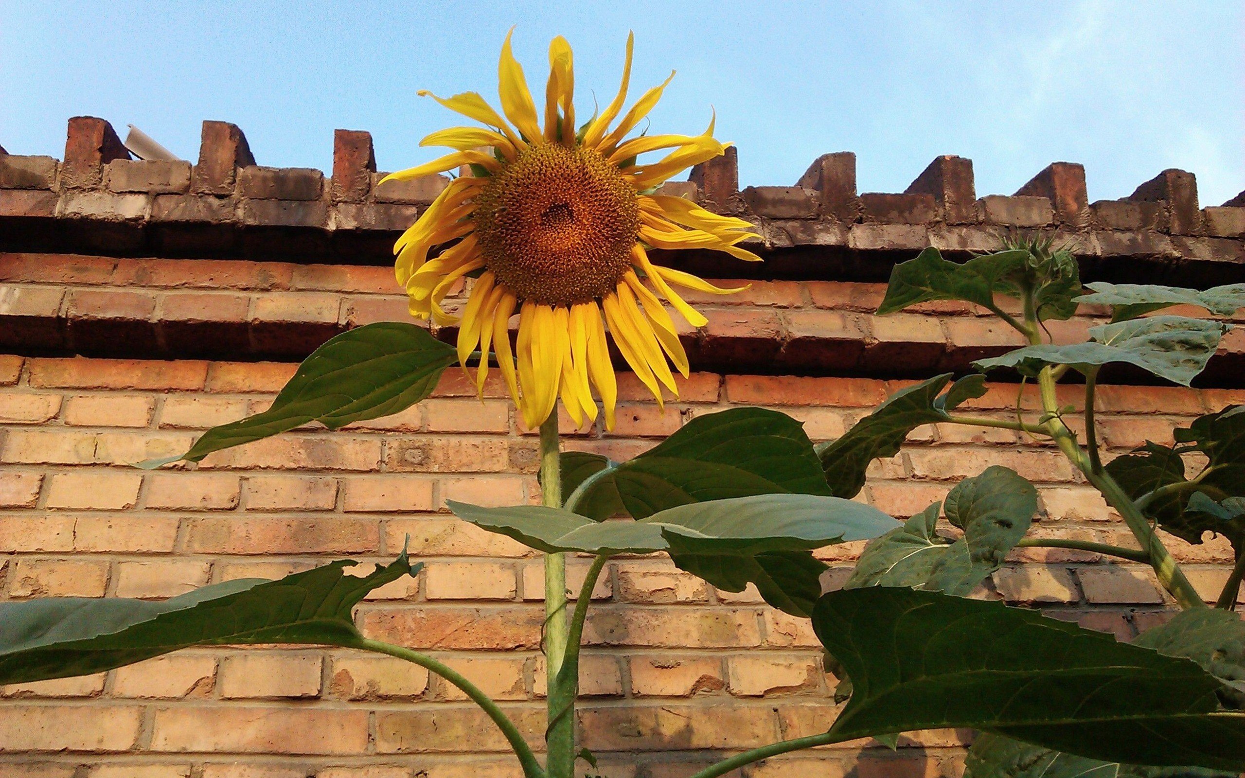 小清新,鸟语花香,向日葵,儿童桌面专用