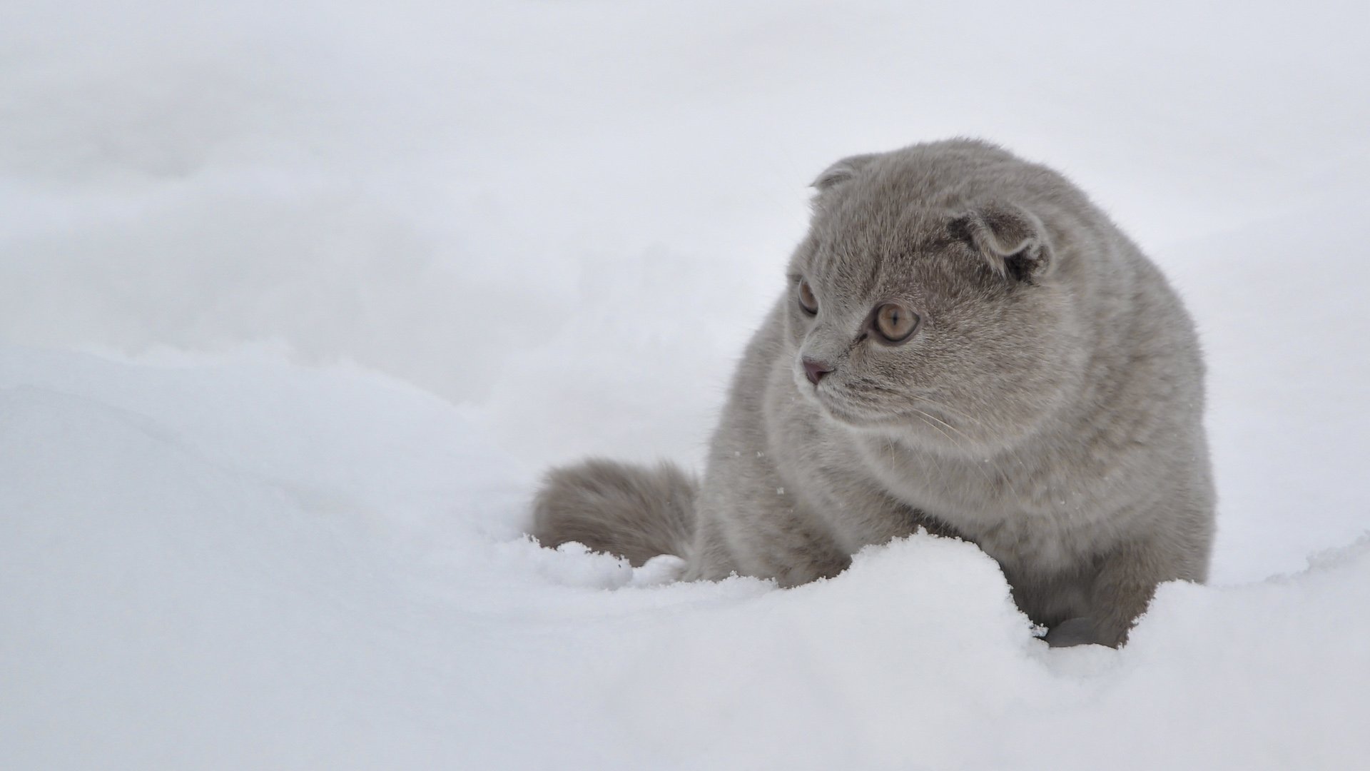 萌宠,喵星人,可爱,猫,古灵精怪,儿童桌面专用
