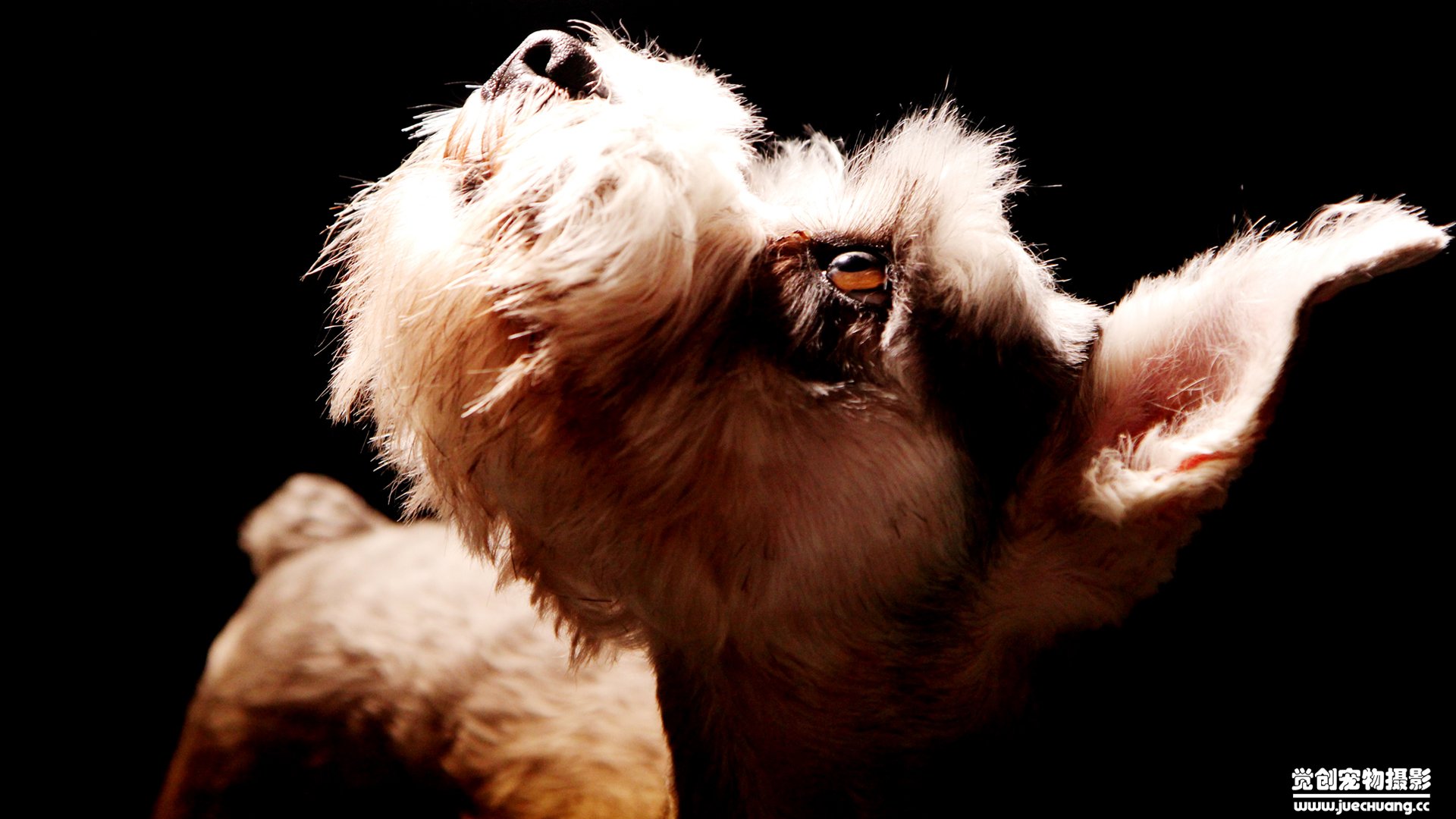 萌宠,汪星人,狗,卖萌,古灵精怪,觉创摄影,宠物,儿童桌面专用