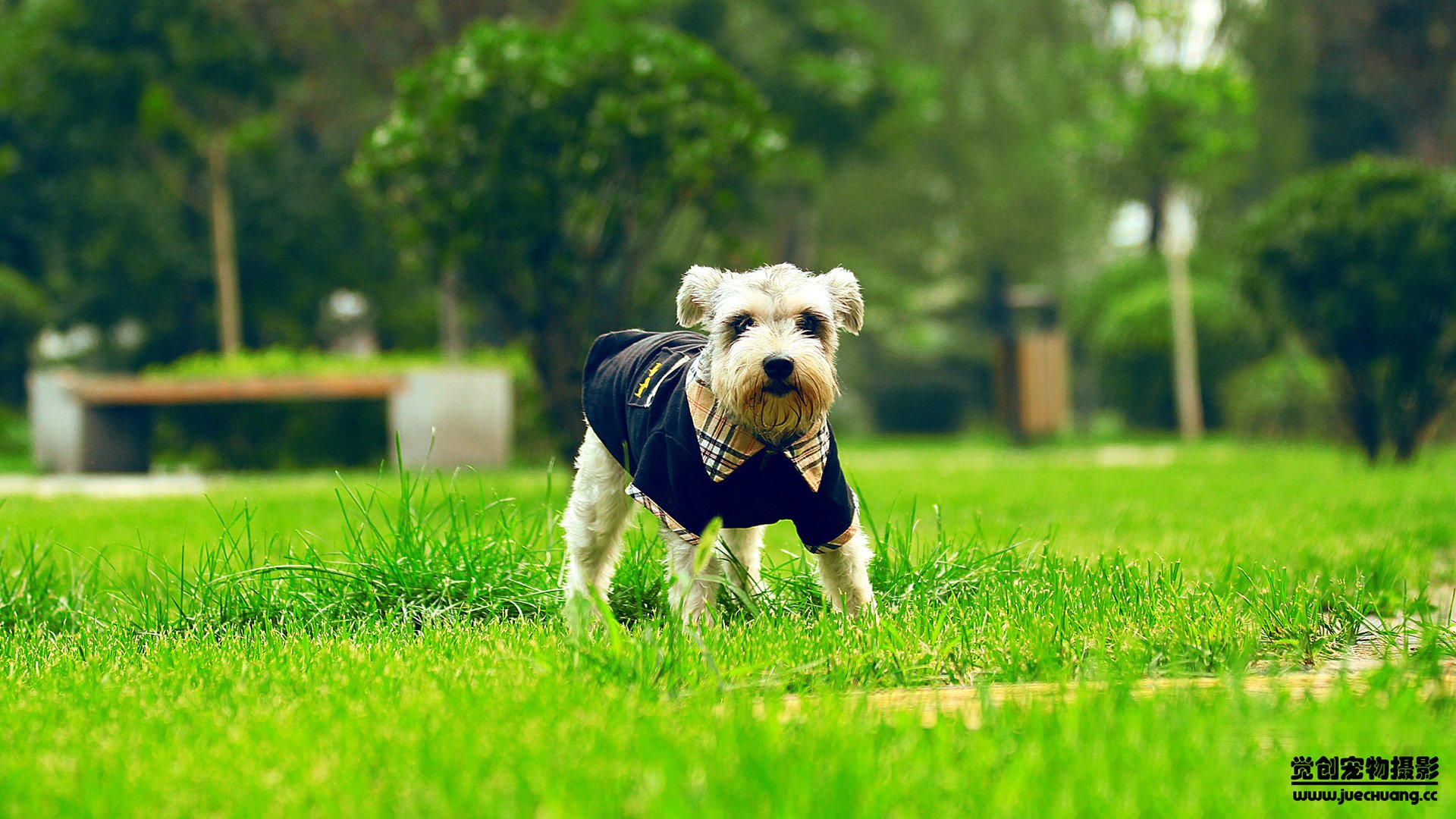 萌宠,汪星人,狗,卖萌,古灵精怪,觉创摄影,宠物,儿童桌面专用