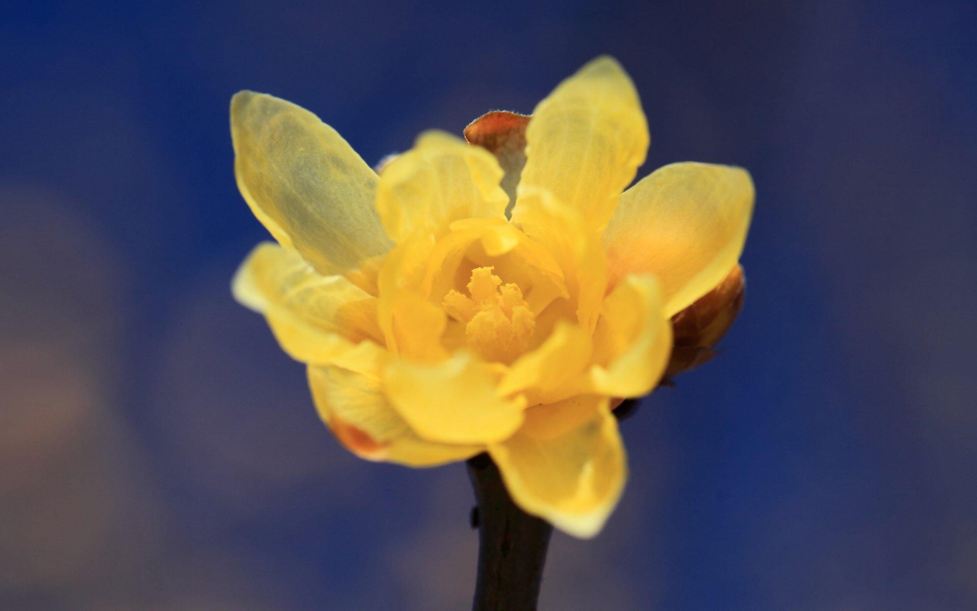 小清新,娇艳欲滴,花卉,3月6日,儿童桌面专用