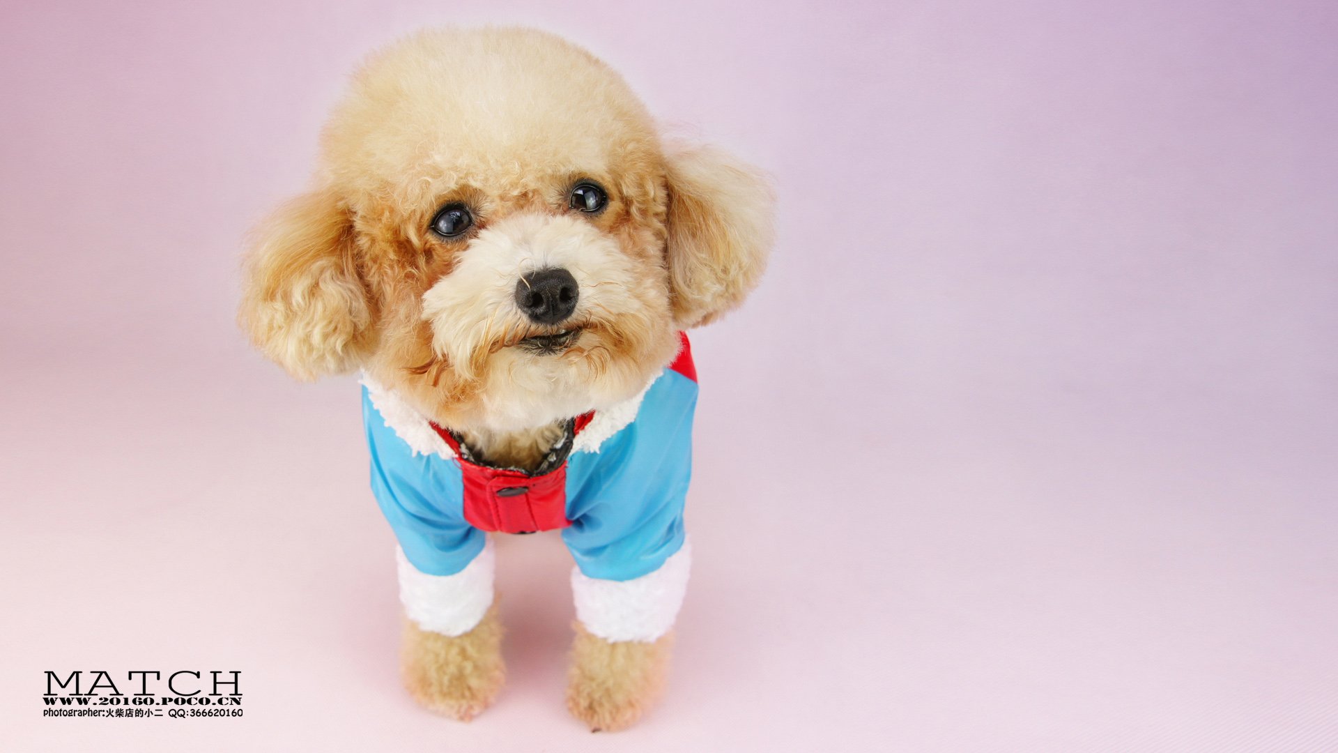 MATCH,萌宠,汪星人,狗,可爱,卖萌,古灵精怪,火柴摄影,火柴宠摄,儿童桌面专用
