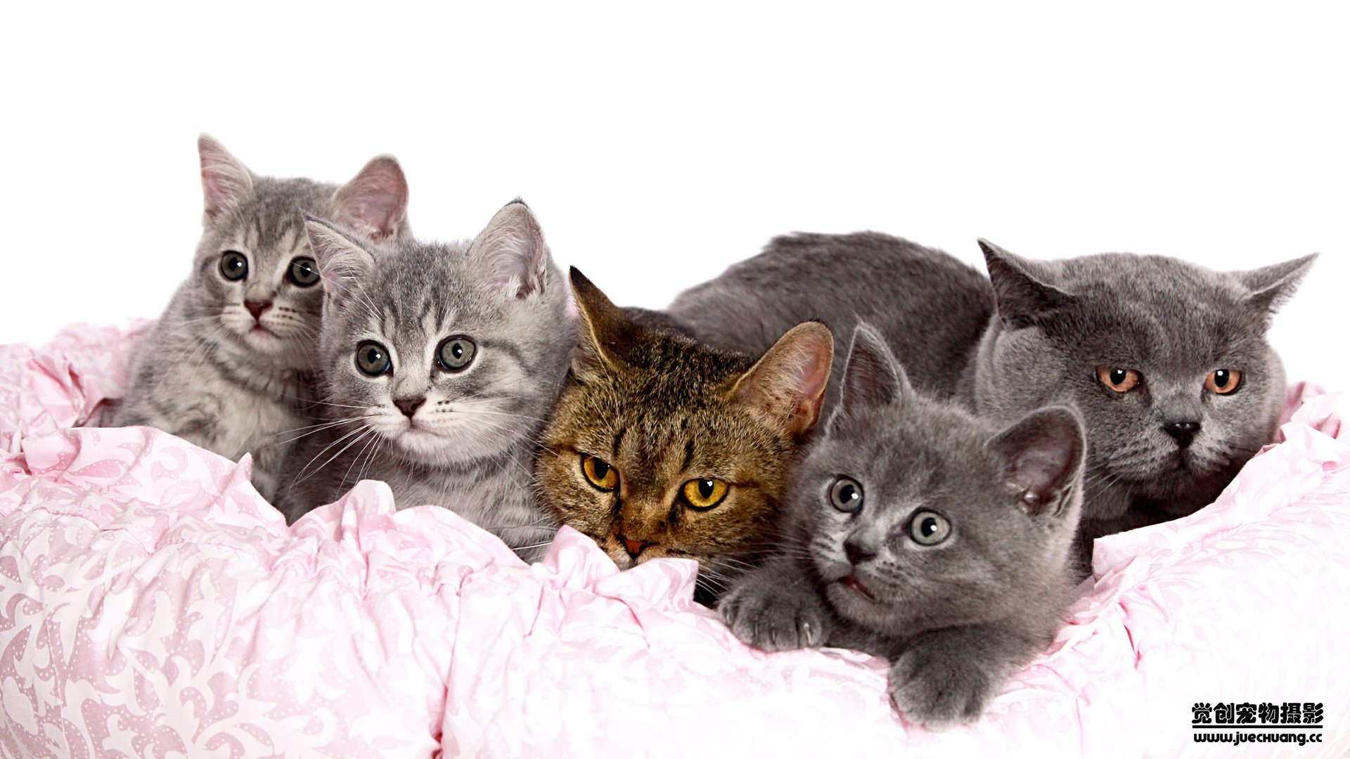 萌宠,喵星人,猫,卖萌,古灵精怪,觉创摄影,宠物,儿童桌面专用