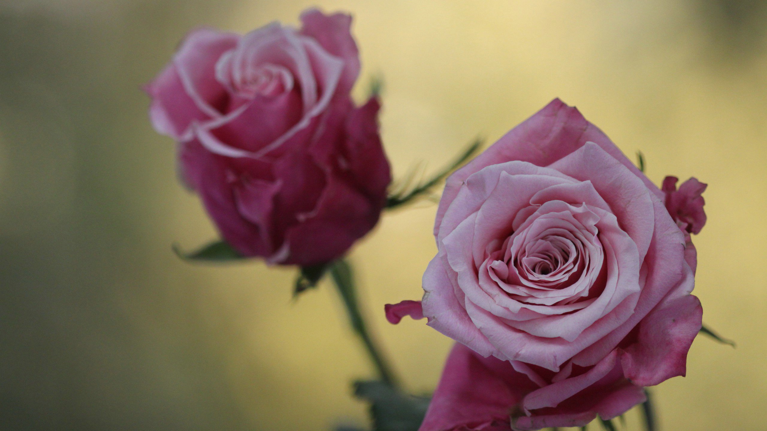 爱情美图,唯美温馨,玫瑰