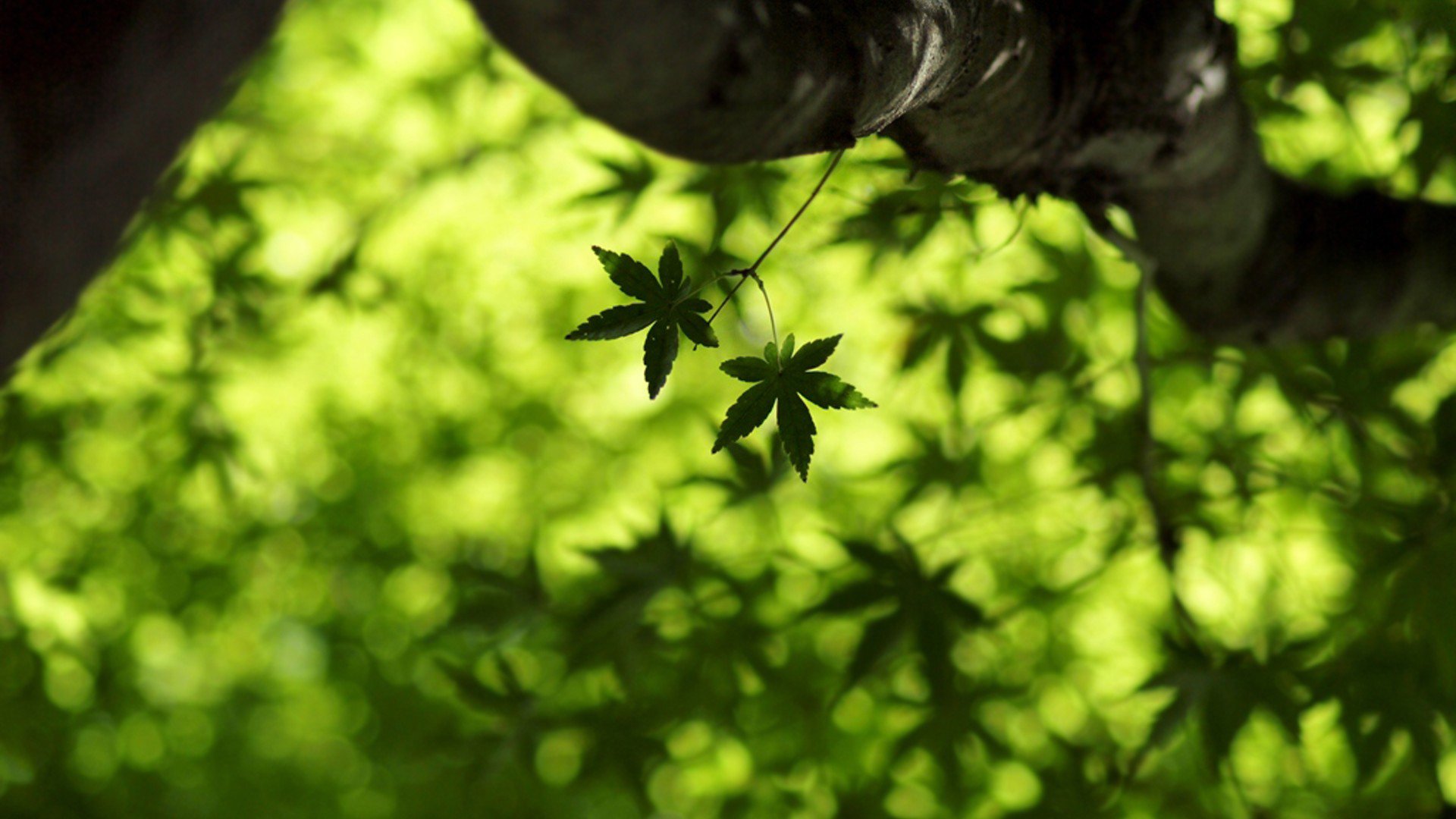 小清新,护眼壁纸,舒缓压力,儿童桌面专用