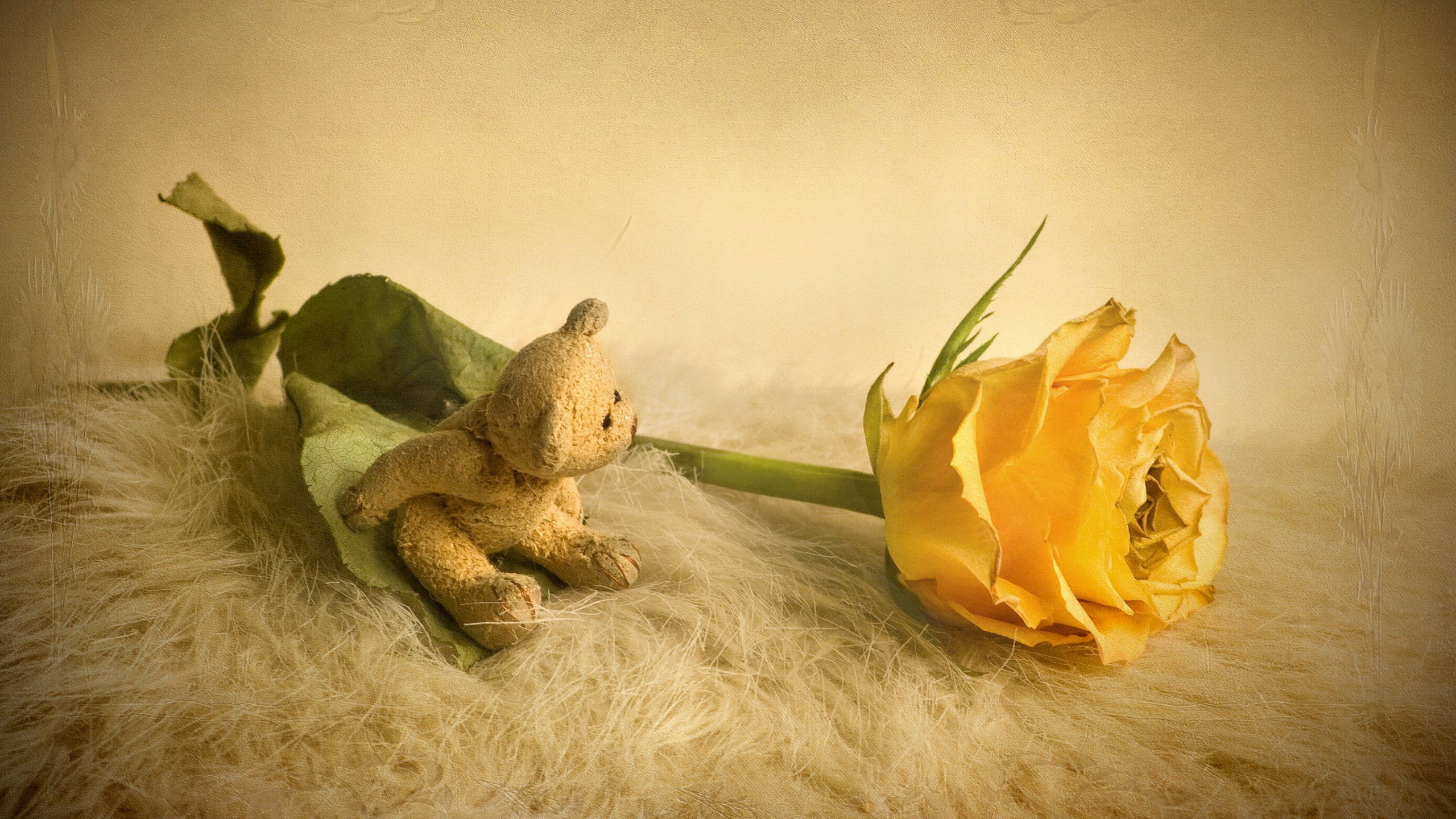 爱情美图,唯美温馨,玫瑰