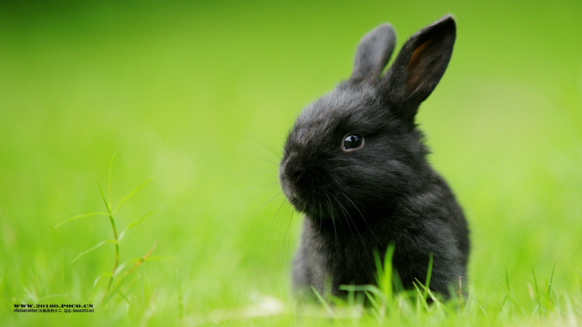 萌宠,火柴摄影,兔子,宠物,野生动物,卖萌,可爱,儿童桌面专用