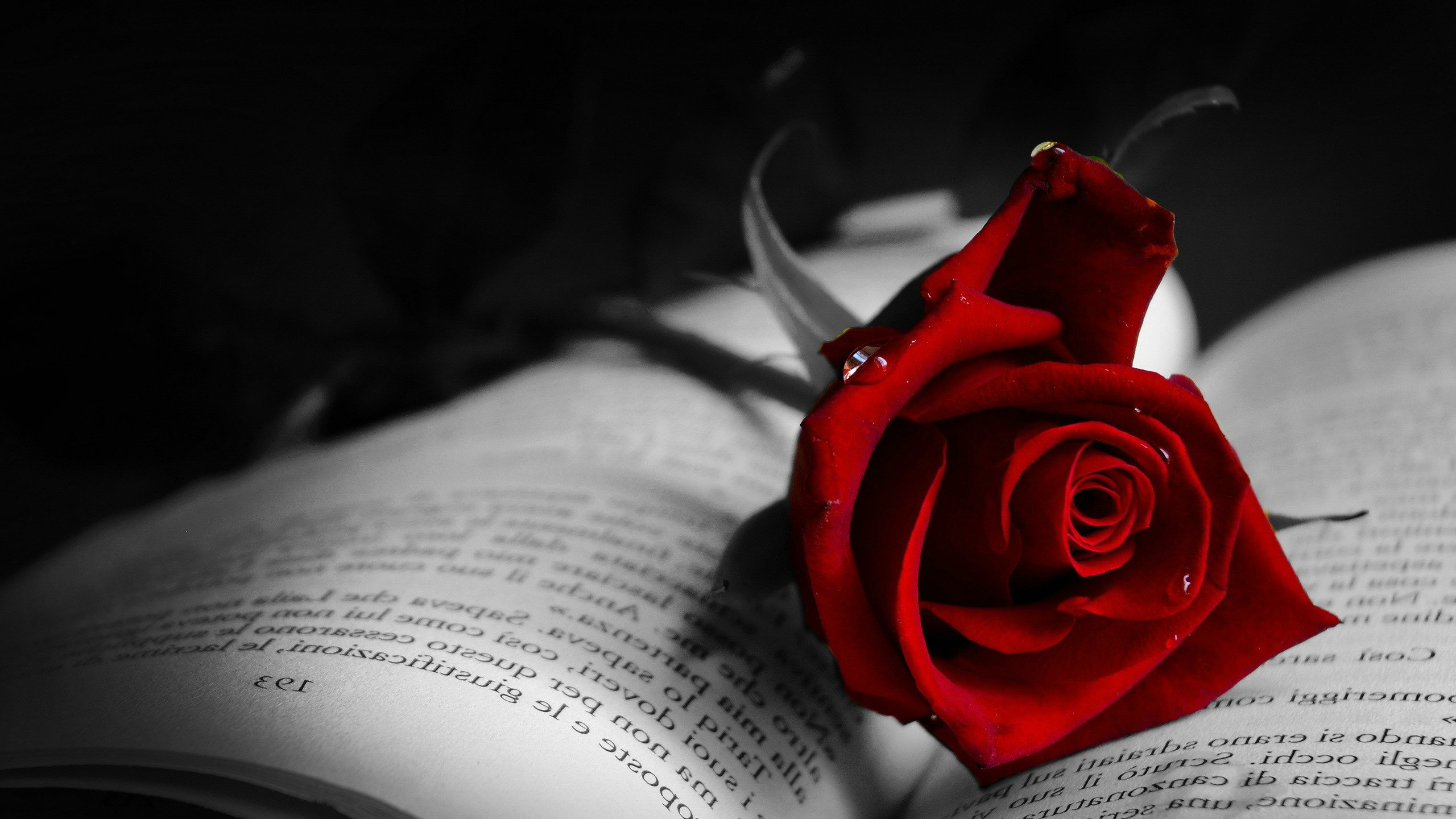 爱情美图,唯美温馨,玫瑰