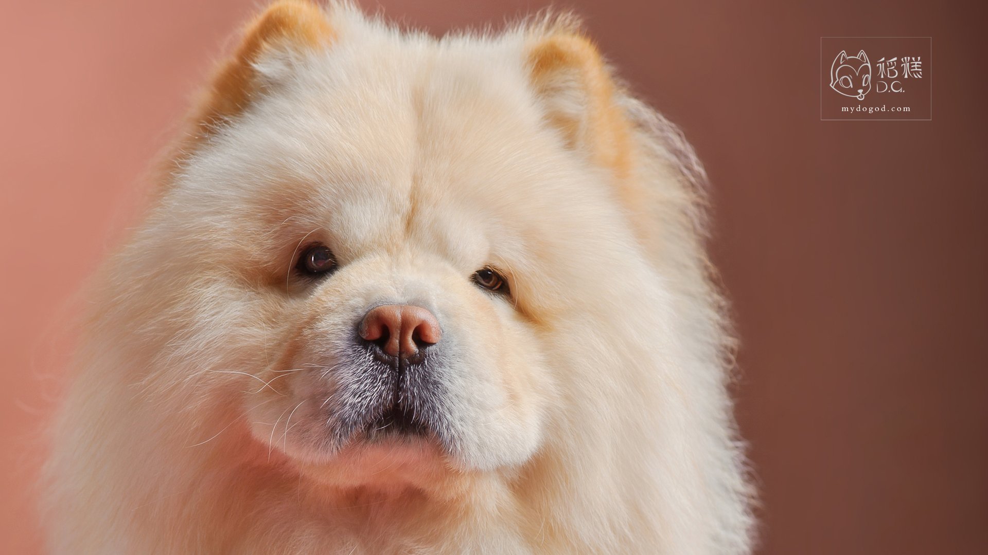 汪星人,稻糕摄影,稻糕宠物,卖萌,可爱,古灵精怪,儿童桌面专用