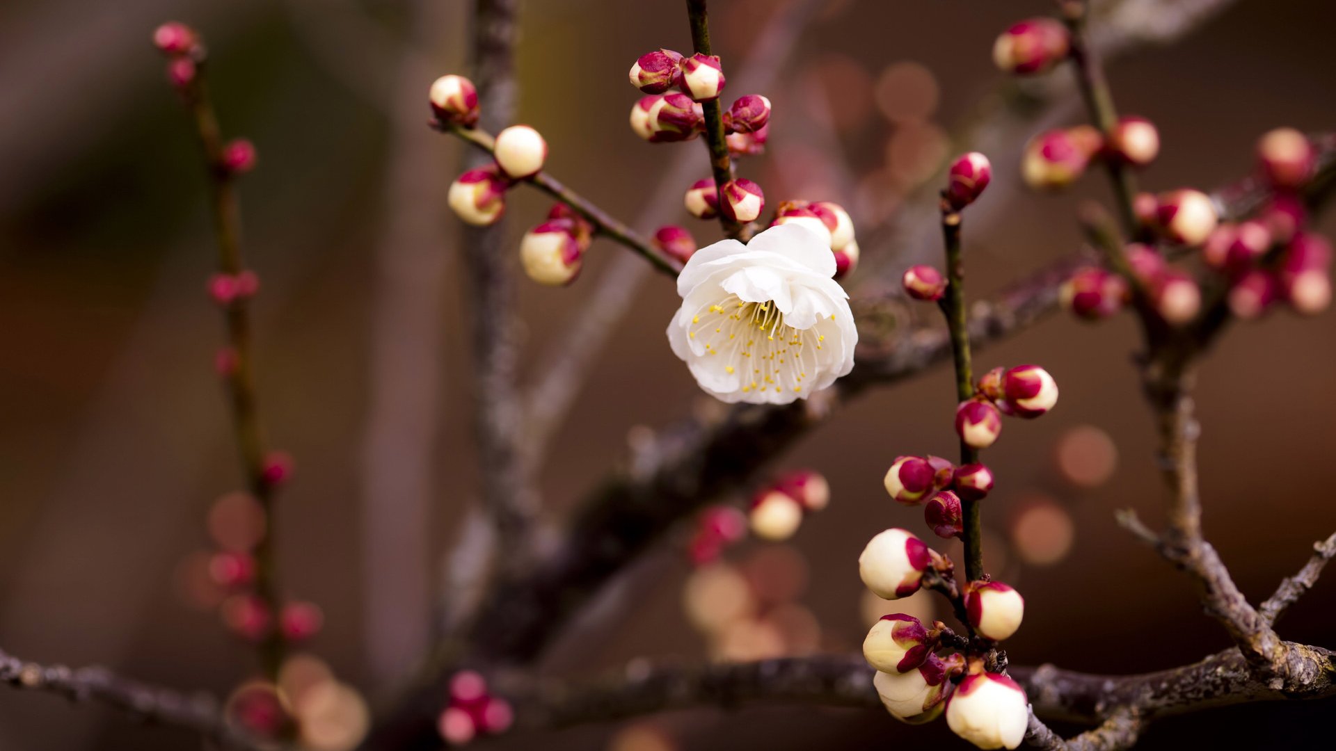 小清新,娇艳欲滴,花,儿童桌面专用