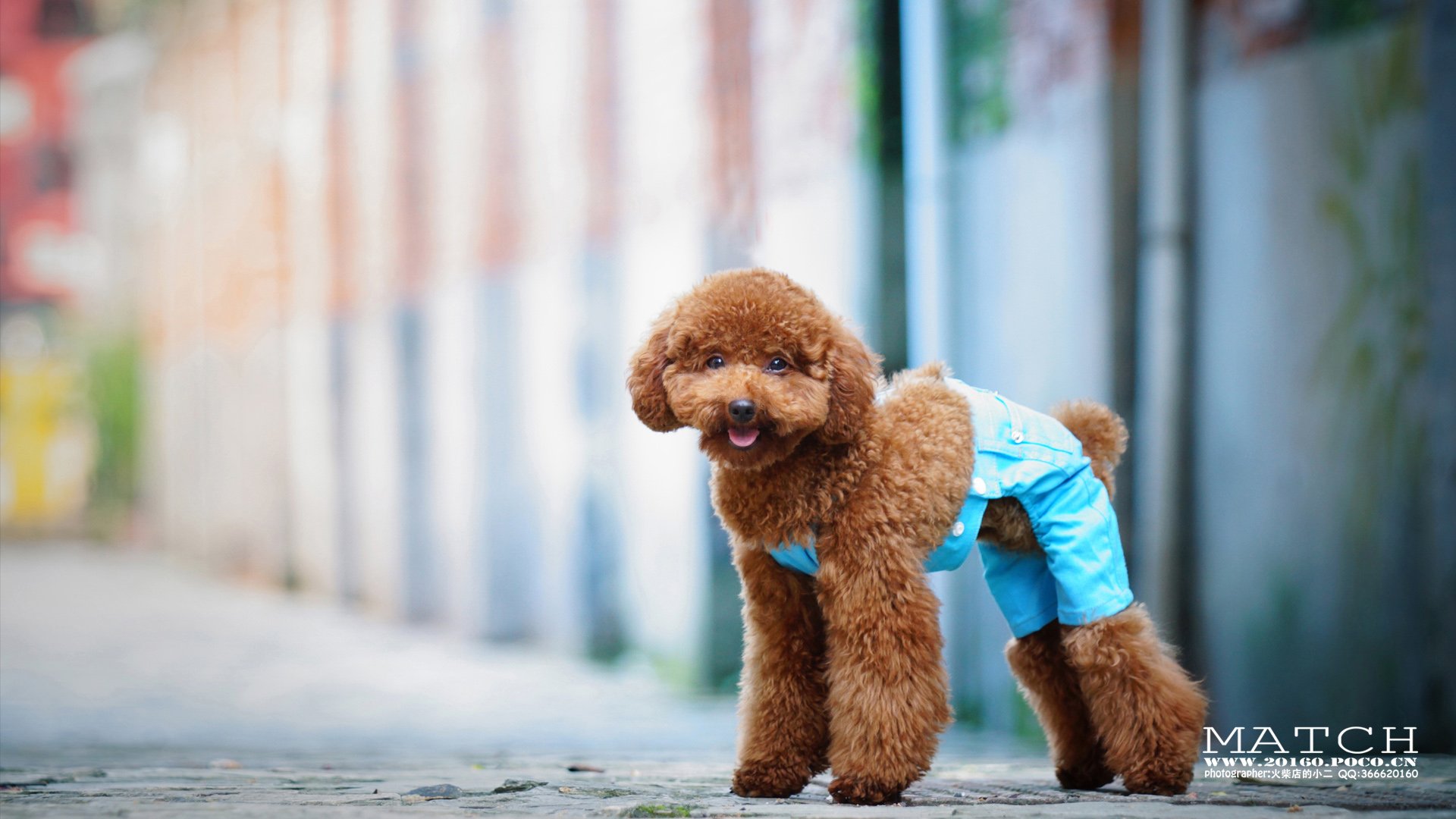 MATCH,萌宠,汪星人,狗,可爱,卖萌,古灵精怪,火柴摄影,火柴宠摄,儿童桌面专用