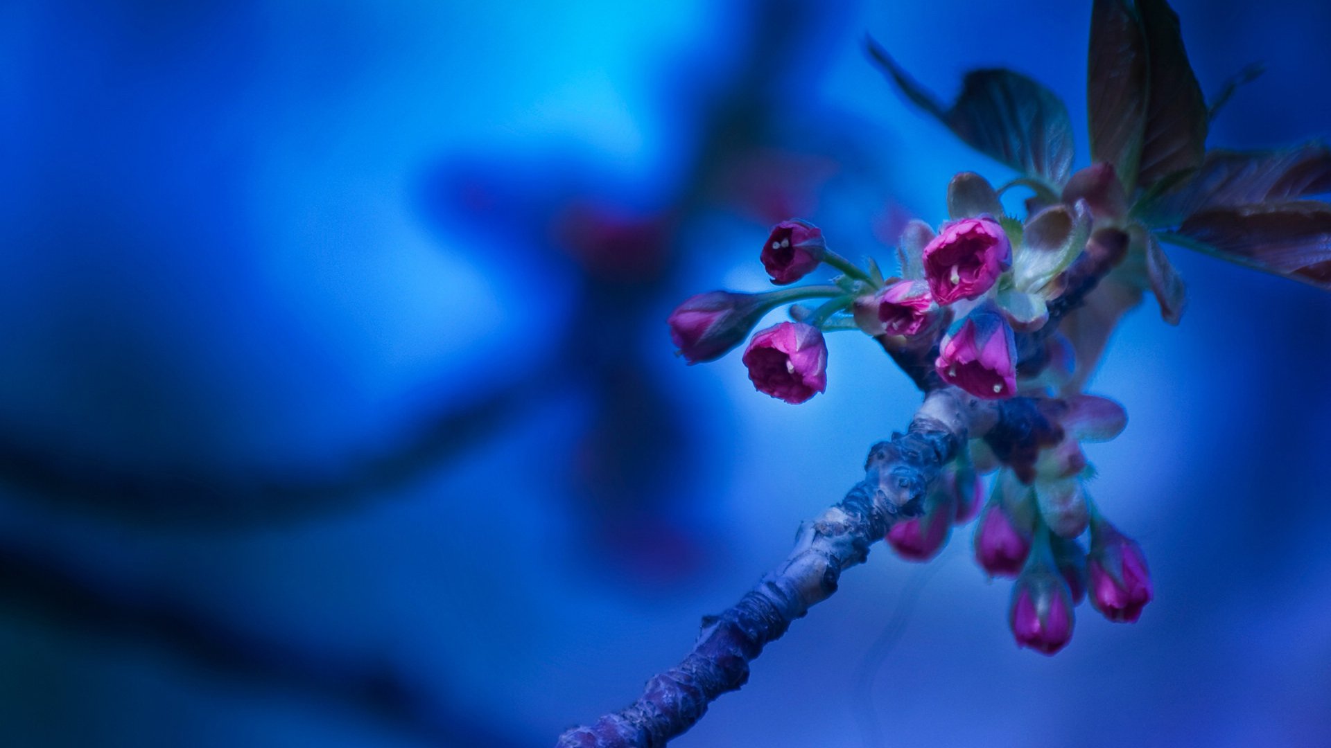 小清新,娇艳欲滴,花,儿童桌面专用