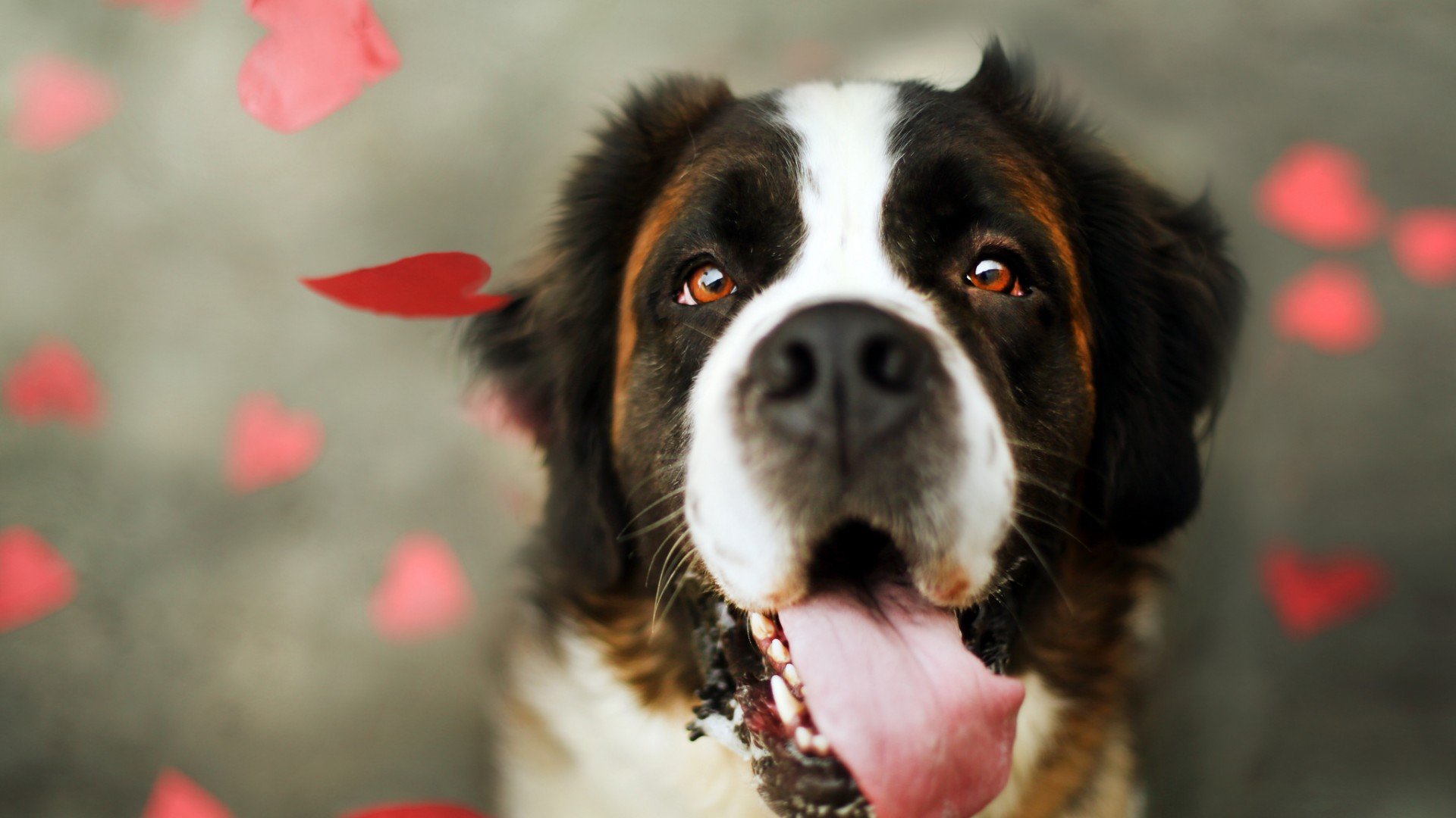 萌宠,汪星人,狗,卖萌,可爱,儿童桌面专用