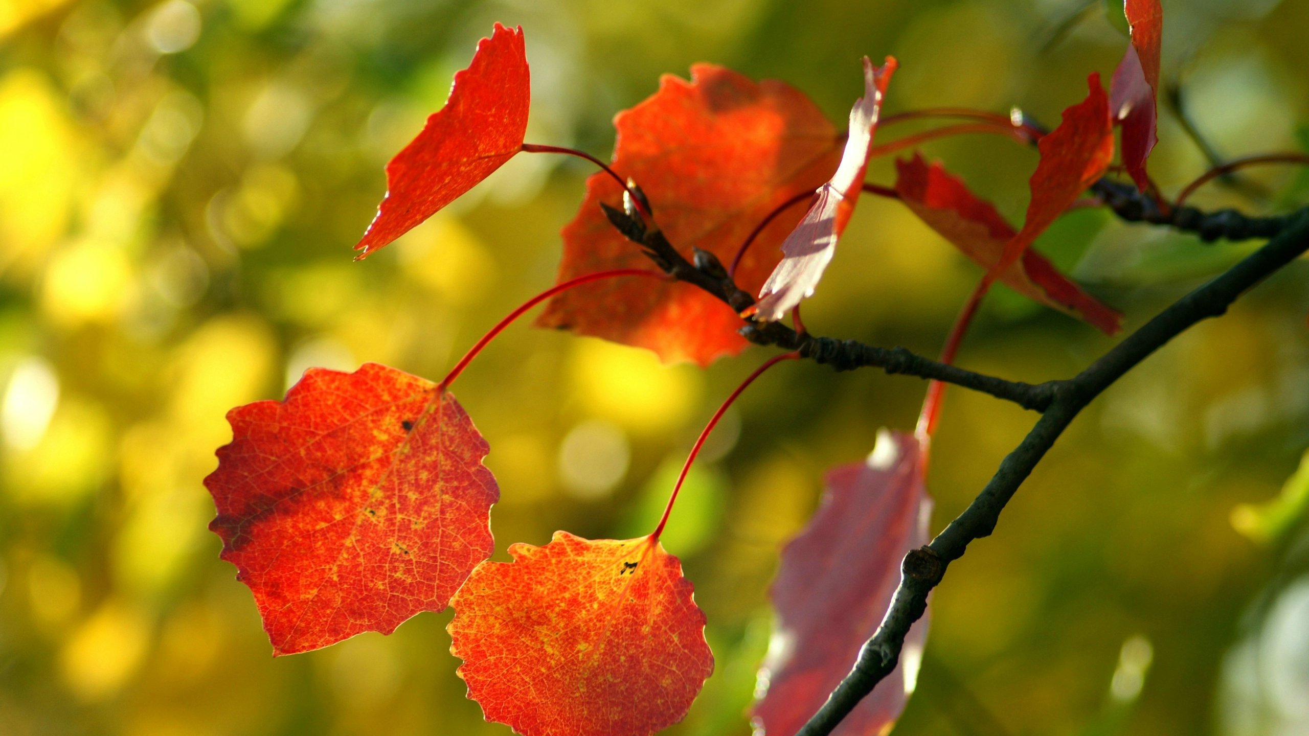 小清新,舒缓压力,儿童桌面专用