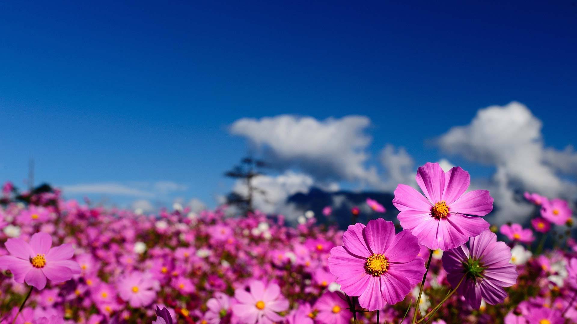 小清新,鸟语花香,花卉,3月7日,儿童桌面专用