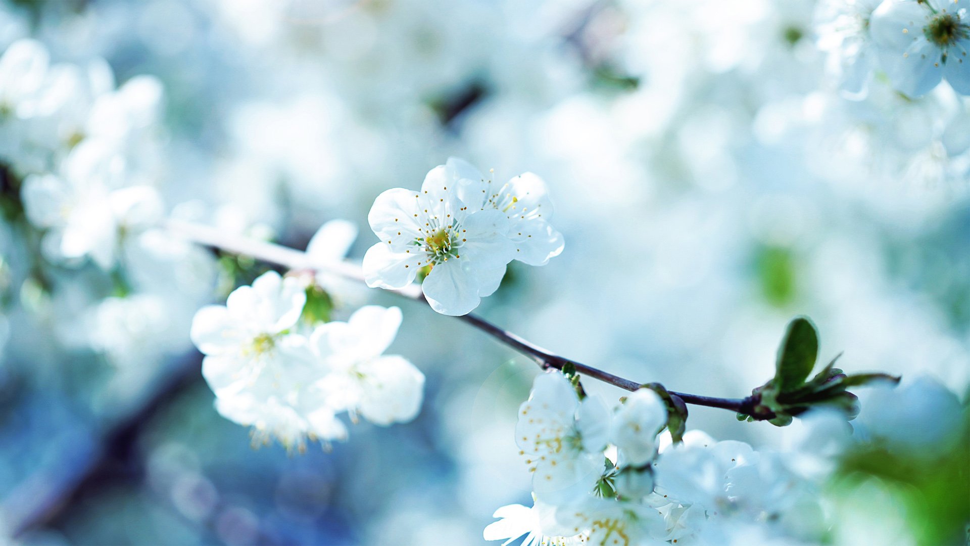 小清新,娇艳欲滴,花,清新淡雅,儿童桌面专用