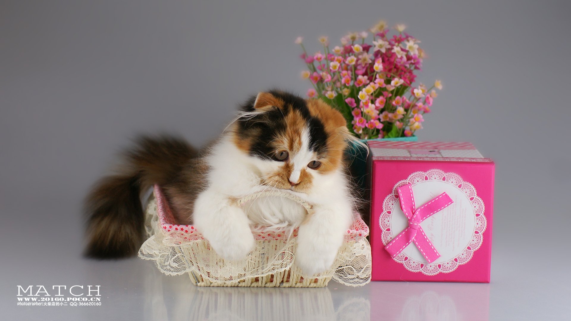 MATCH,萌宠,喵星人,猫,可爱,卖萌,古灵精怪,火柴摄影,火柴宠摄,儿童桌面专用