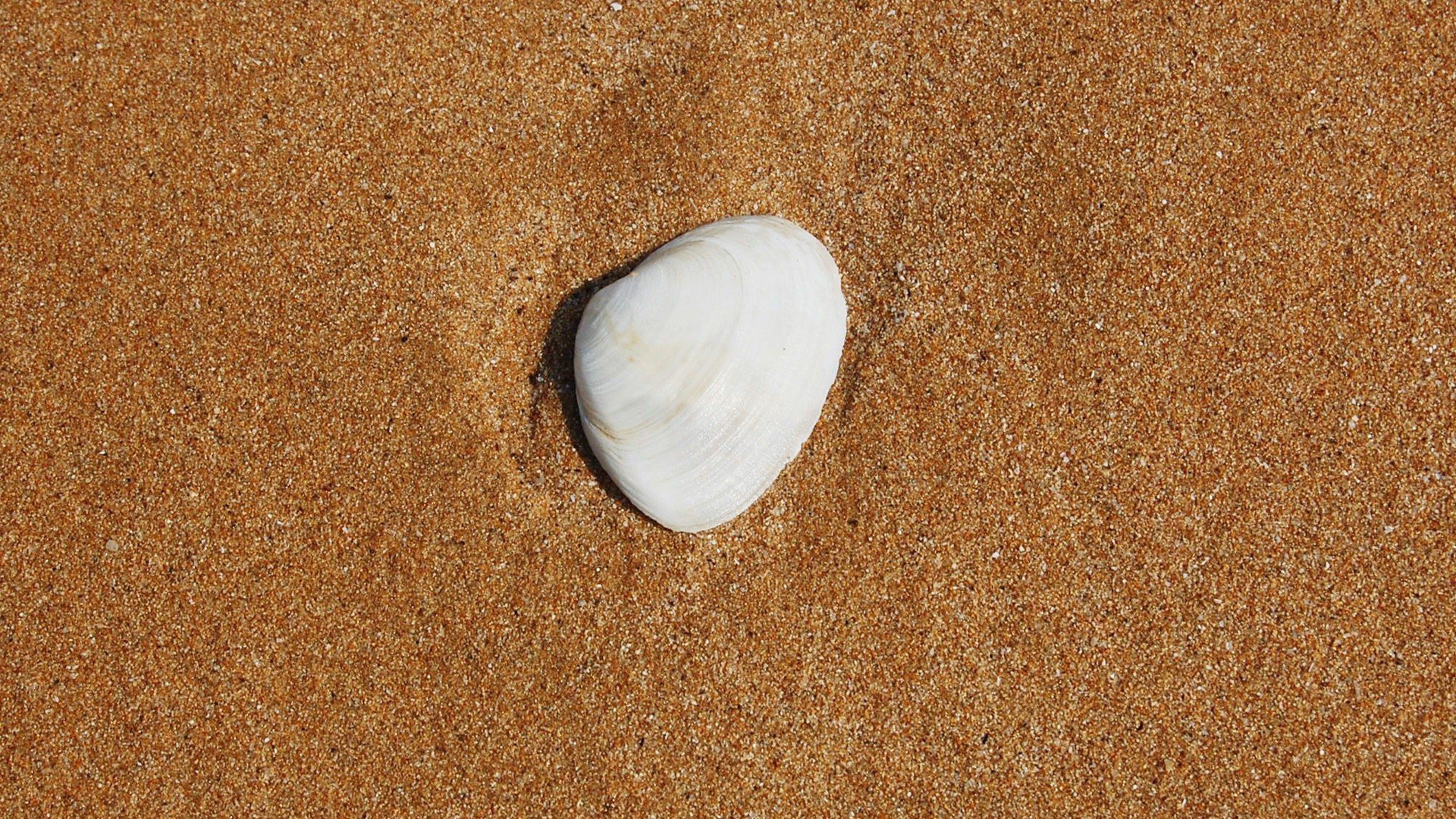 小清新,静物写真,3月4日,儿童桌面专用