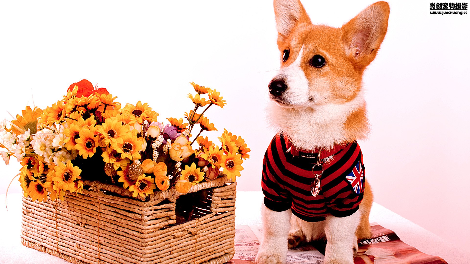 萌宠,汪星人,狗,卖萌,古灵精怪,觉创摄影,宠物,儿童桌面专用