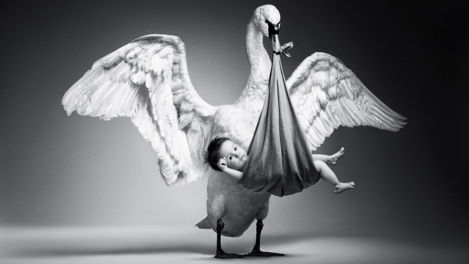 萌宠,野生动物,搞笑,天鹅,儿童桌面专用