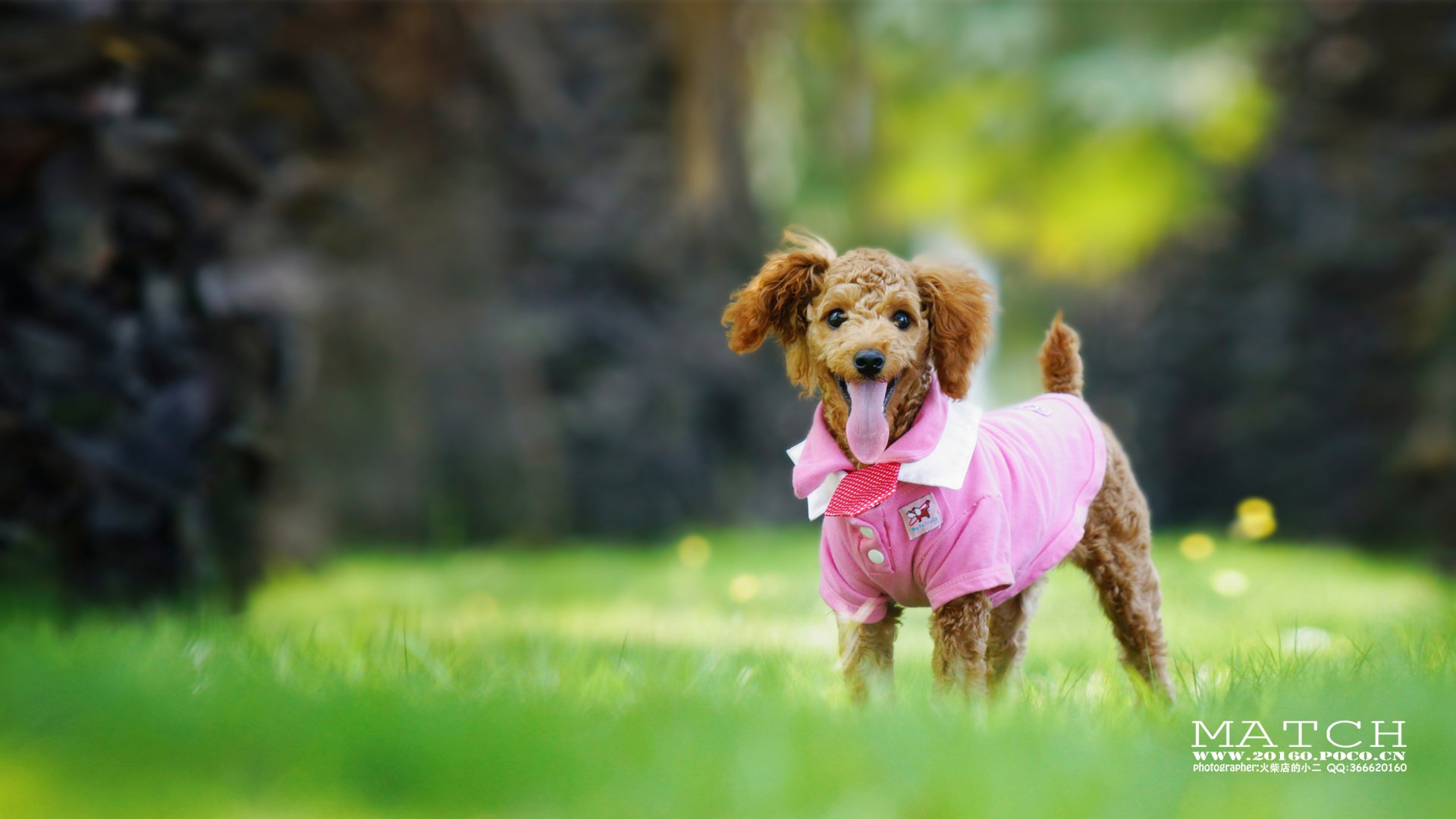 MATCH,萌宠,汪星人,狗,卖萌,古灵精怪,可爱,火柴摄影,火柴宠摄,儿童桌面专用