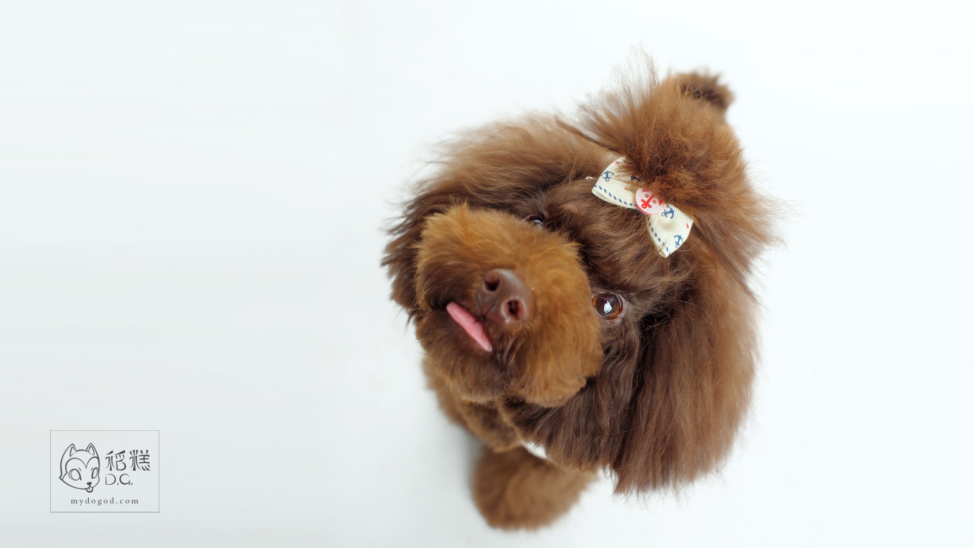 汪星人,稻糕摄影,稻糕宠物,卖萌,可爱,古灵精怪,儿童桌面专用